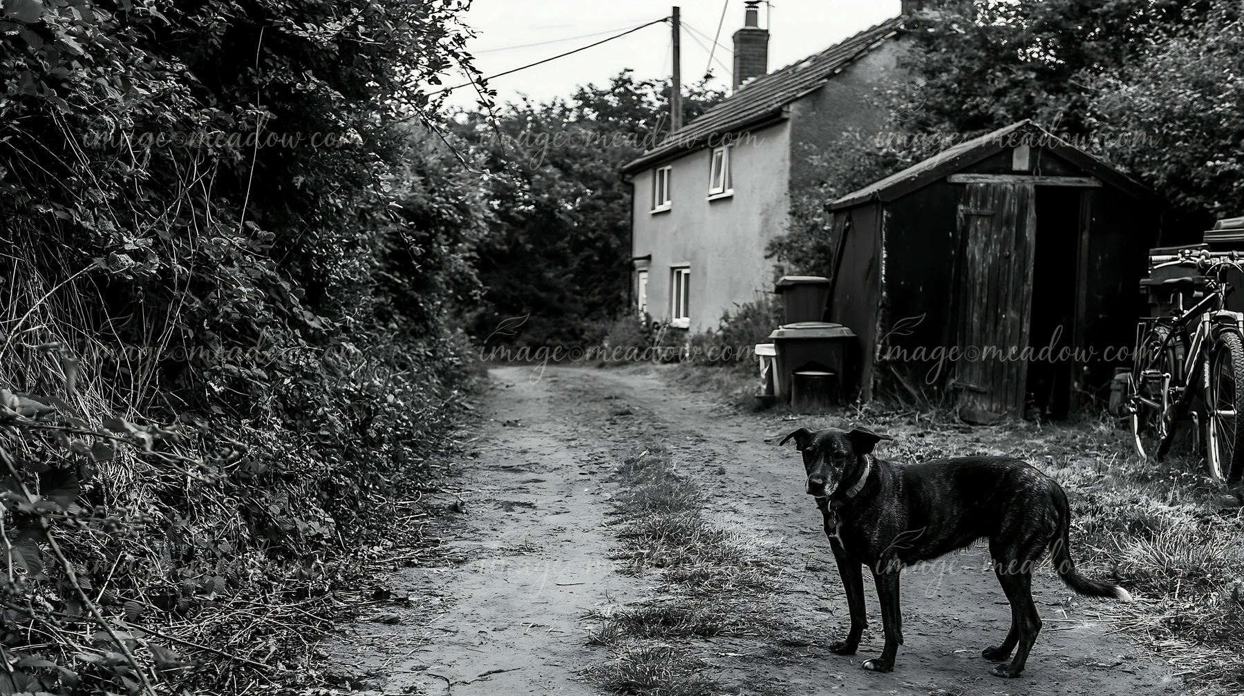 A black dog stands on a dirt path near a rural cottage surrounded by greenery.