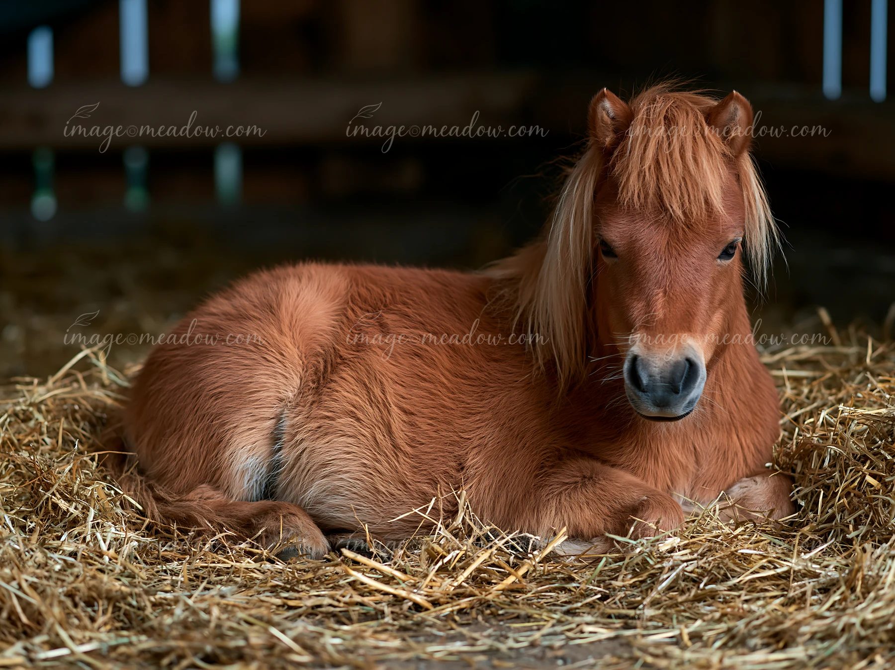 A brown horse is lying comfortably in a bed of straw within a stable.