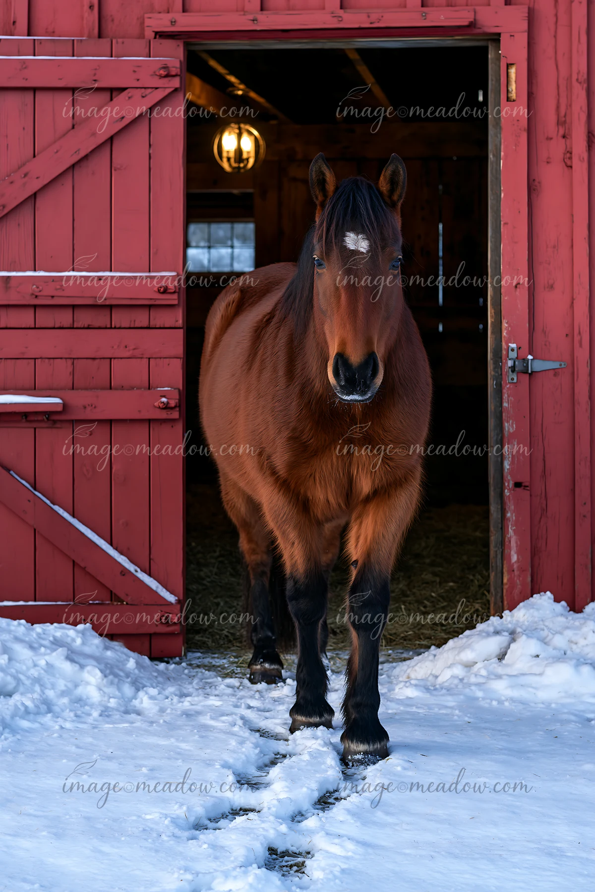 A brown horse walks through the doorway of a red barn covered in snow.