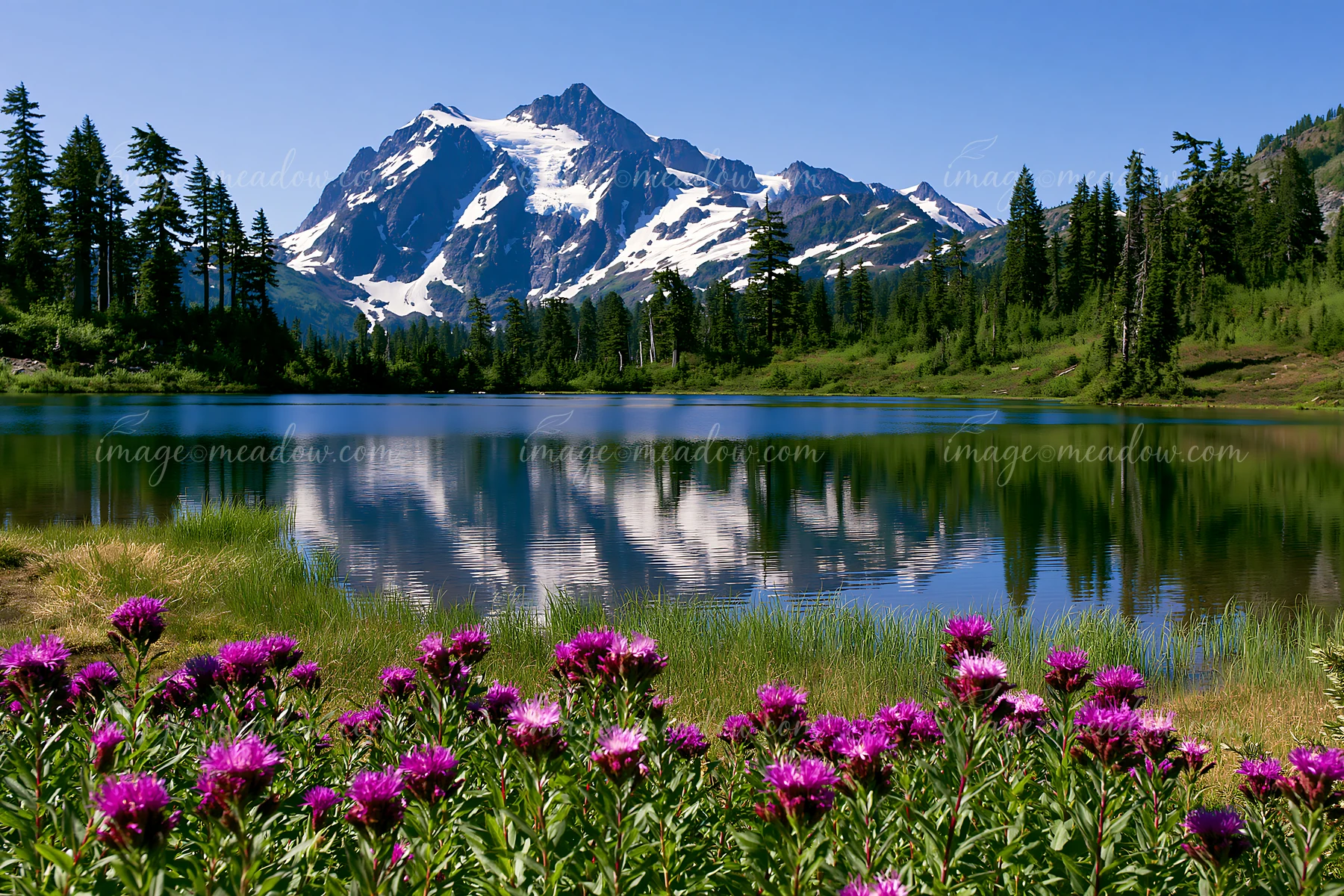 A clear alpine lake reflecting mountains is surrounded by green trees and purple flowers.