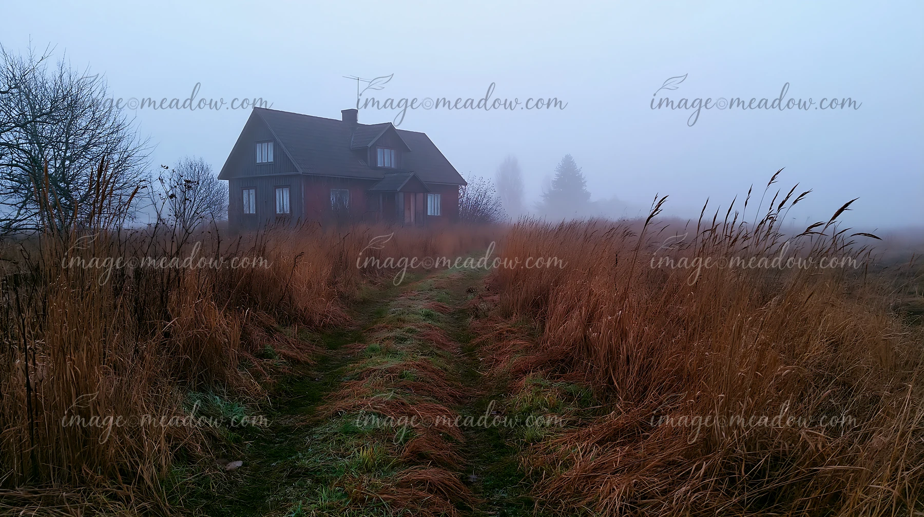 A cottage stands alone in the misty countryside, surrounded by tall grasses and trees in fog.