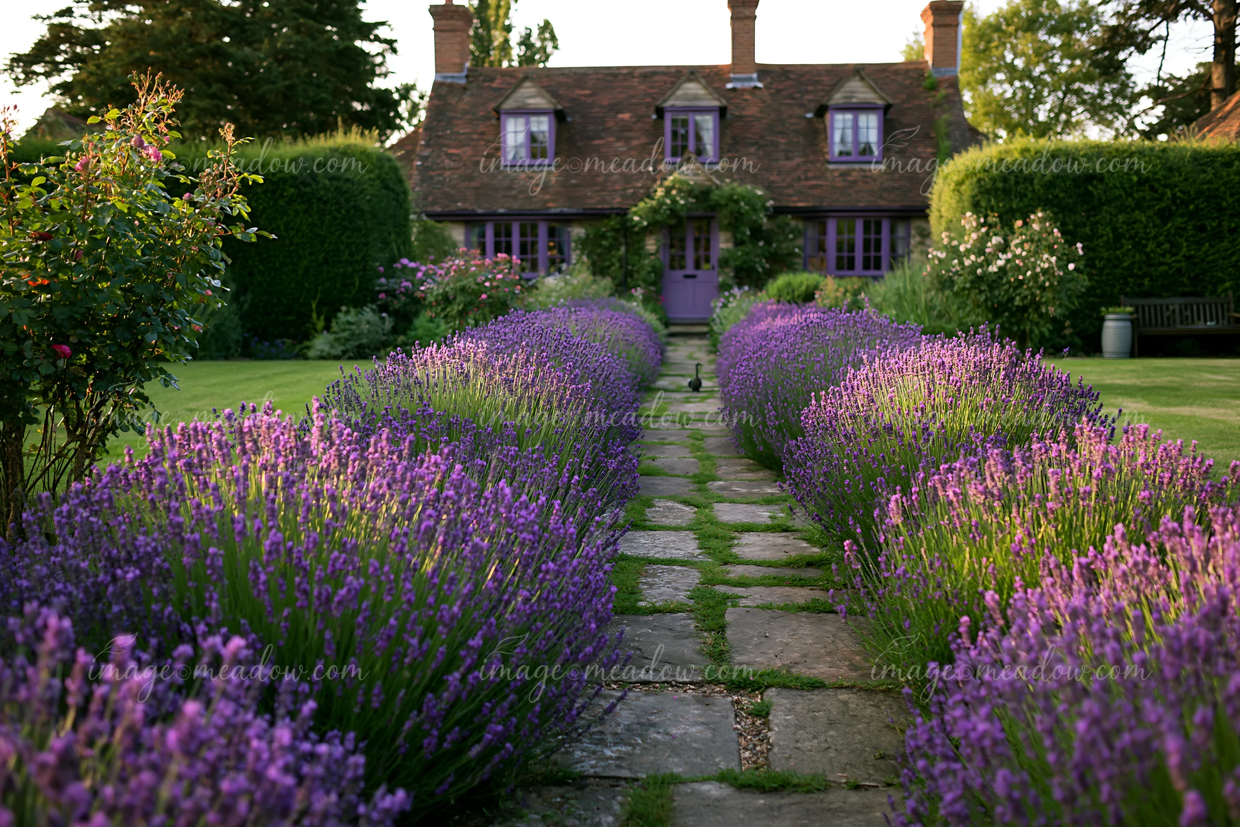 A country house surrounded by hedges features a stone pathway lined with lavender flowers.
