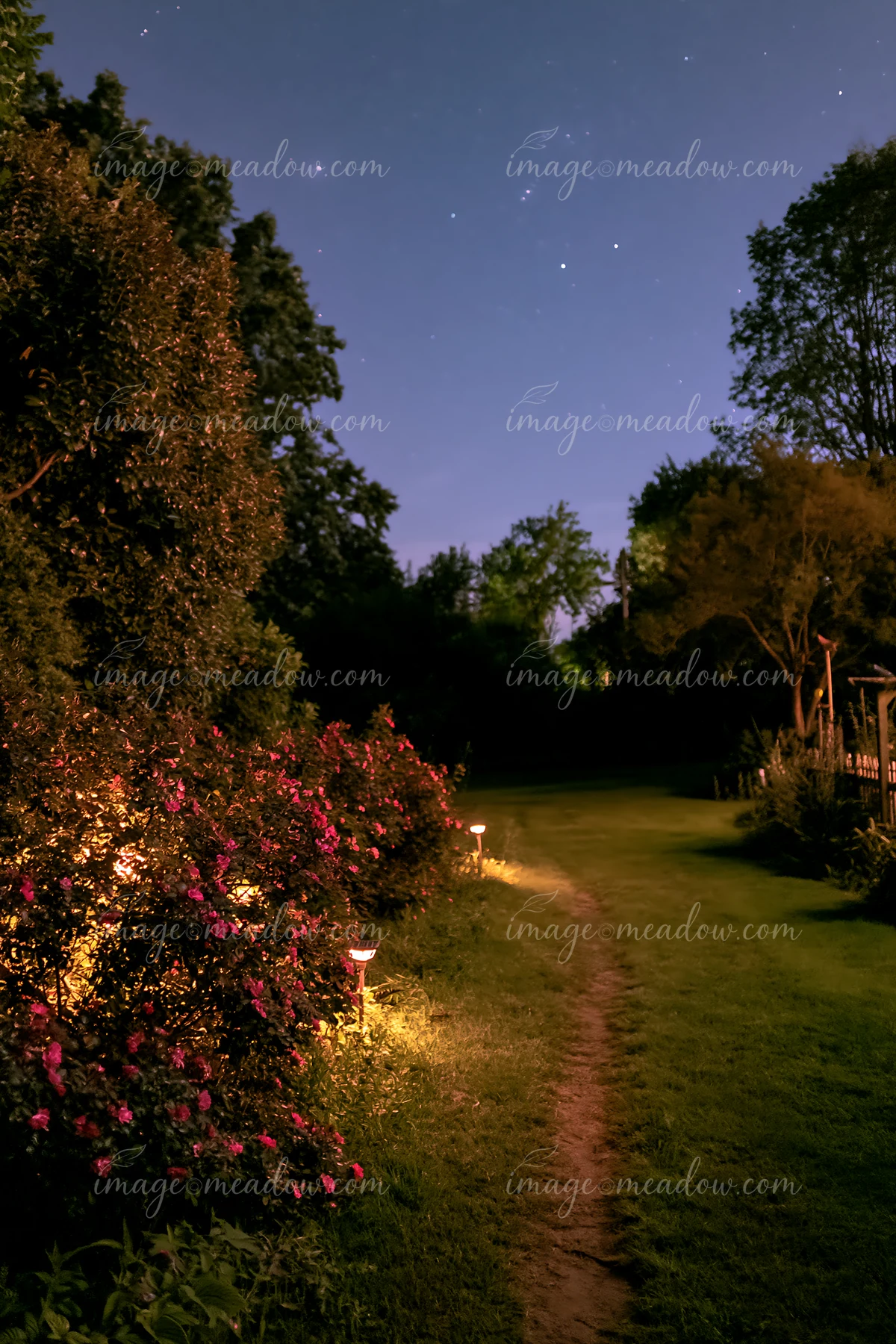 A couple stands beside illuminated rose bushes in a garden at night.
