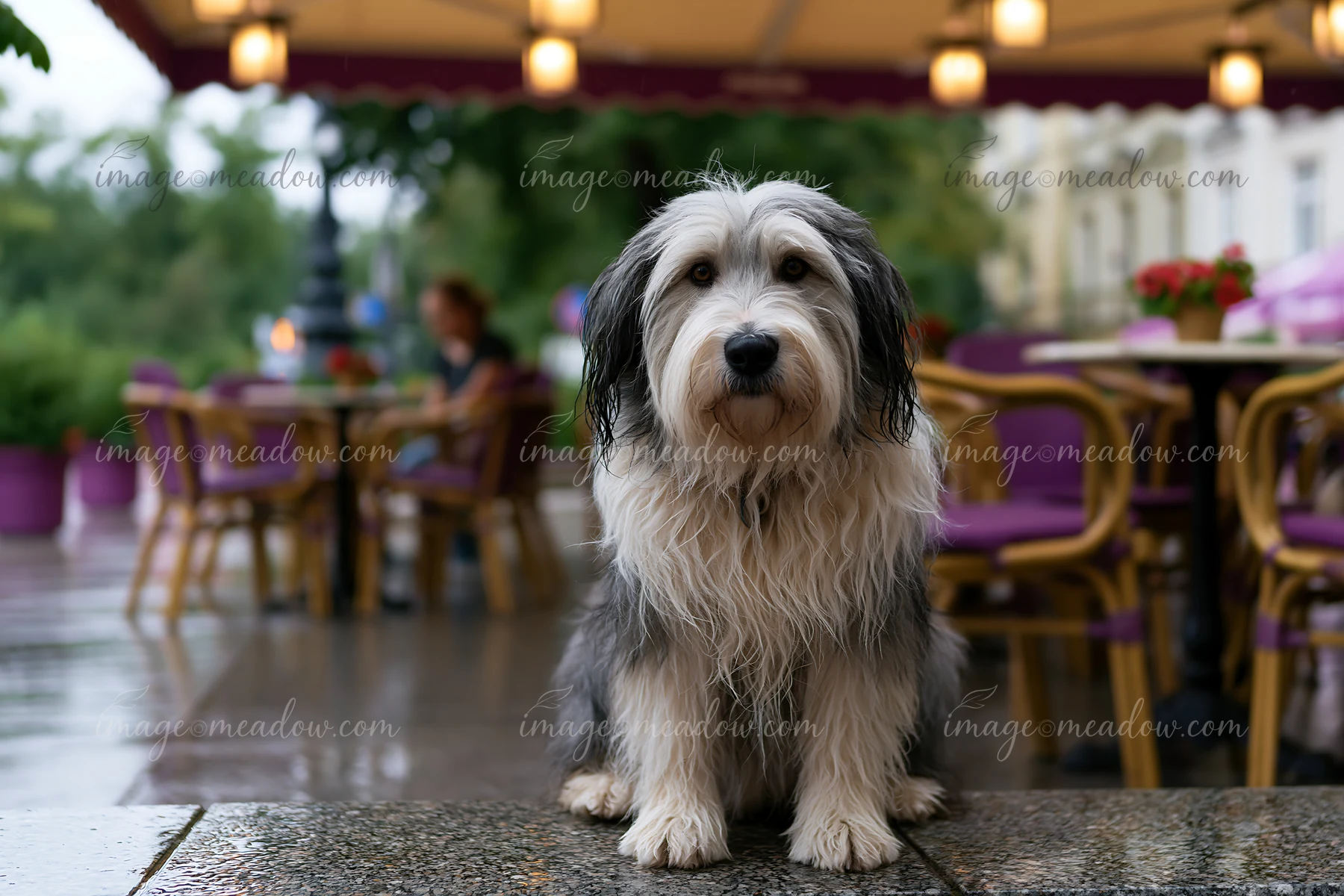 A dog sits on the wet ground at an outdoor café surrounded by tables and chairs.