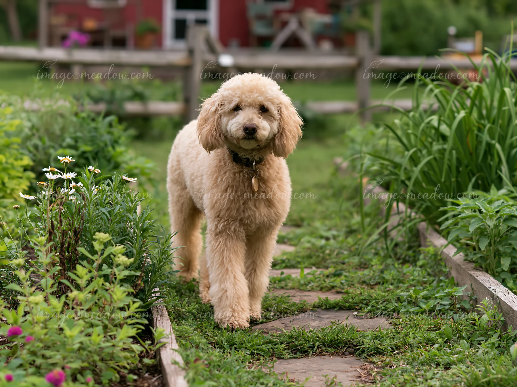 A dog walks along a stone path through a garden with flowers, near a rustic cottage.