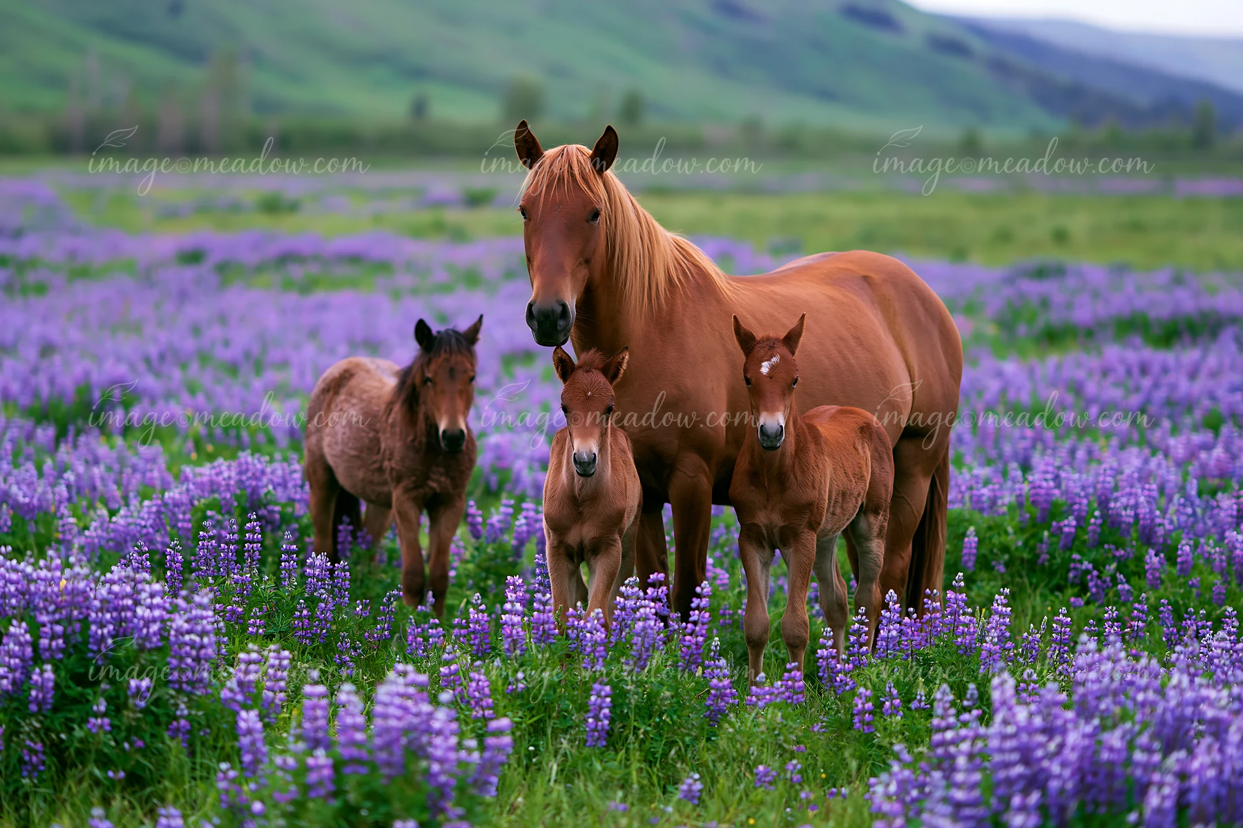 A family of wild horses grazes together in a lush field filled with purple flowers.