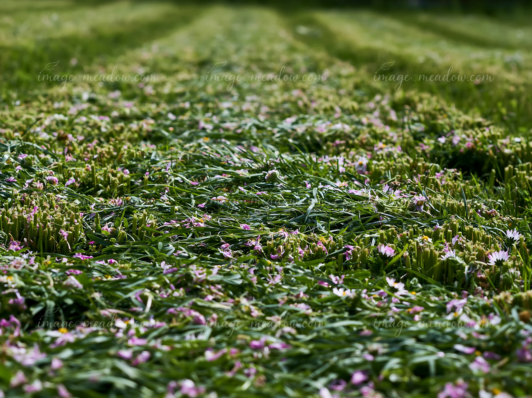 A field contains hay bales in a meadow surrounded by green grass and small wildflowers.