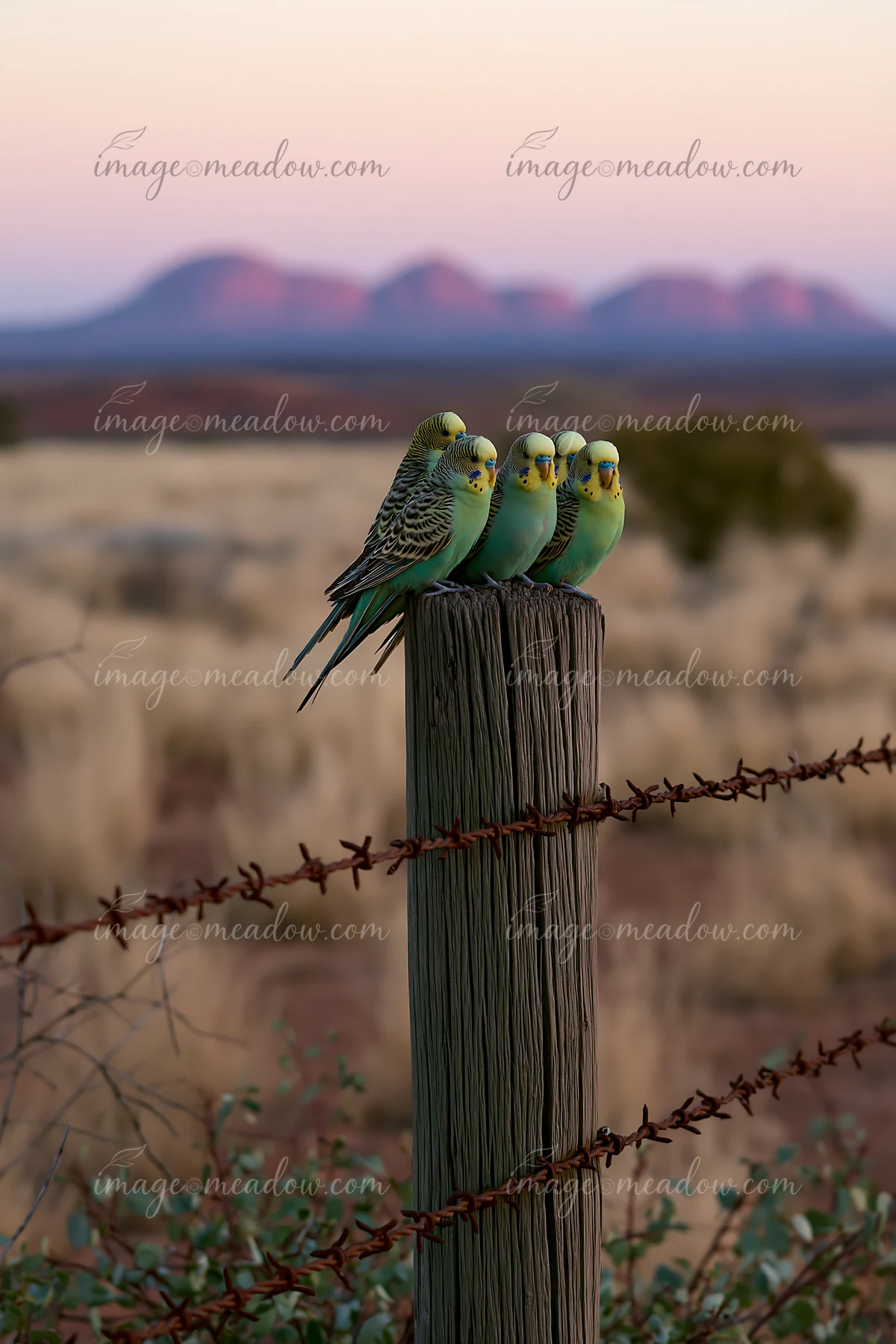 A flock of budgerigars perches on a wooden post in a desert landscape at sunset.