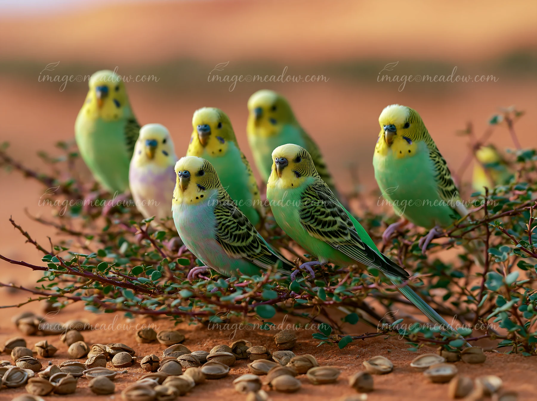 A flock of colorful budgerigars perches on thorny vegetation in a sandy desert landscape.