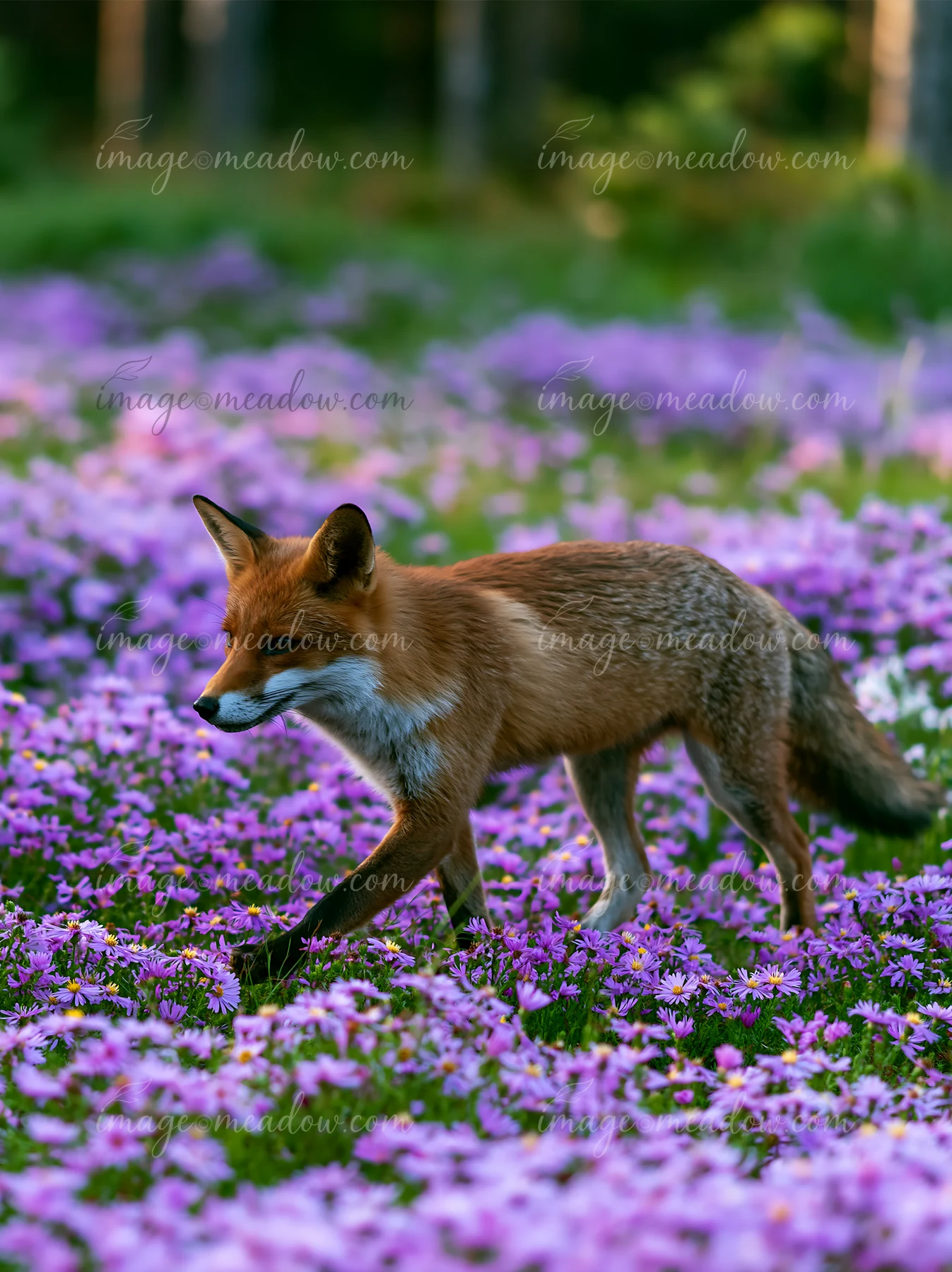 A fox is walking through a meadow covered with purple flowers in a forest setting.