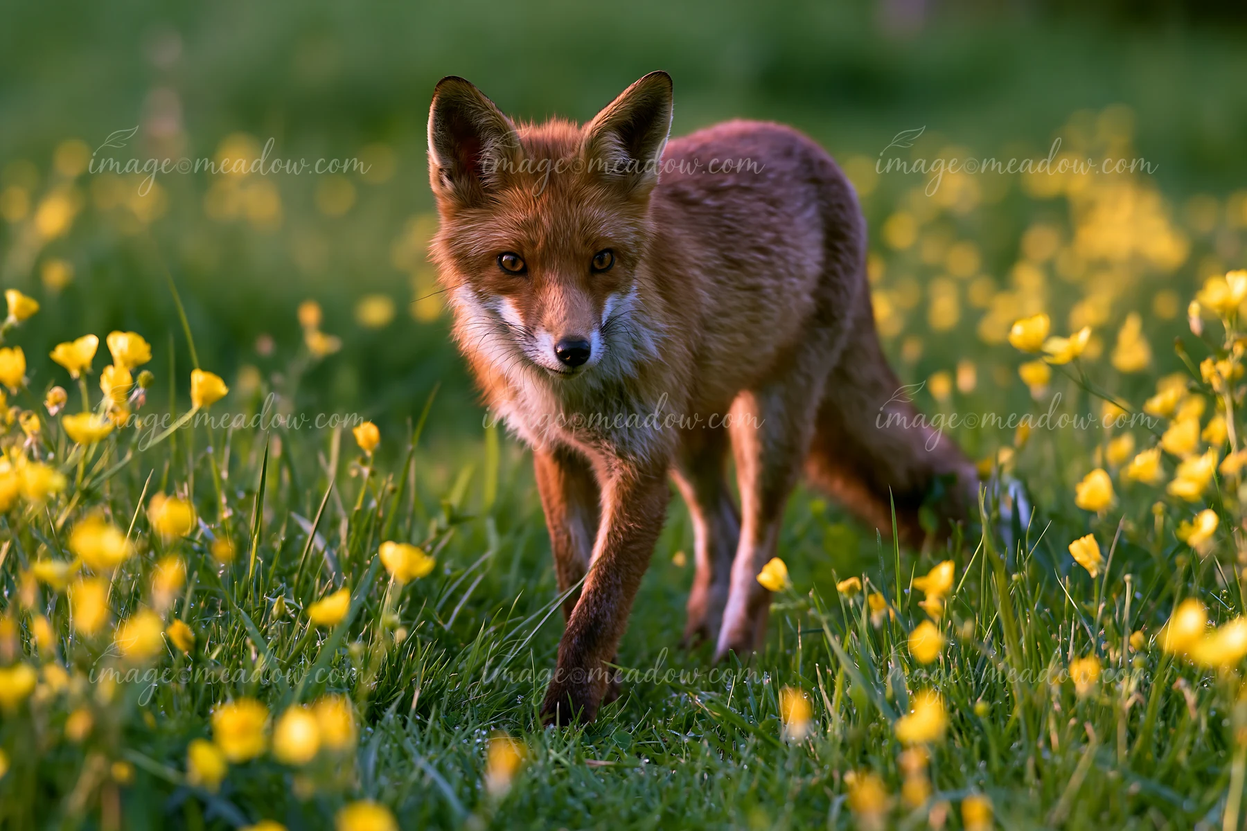 A fox walks through a meadow filled with yellow flowers in the afternoon light.