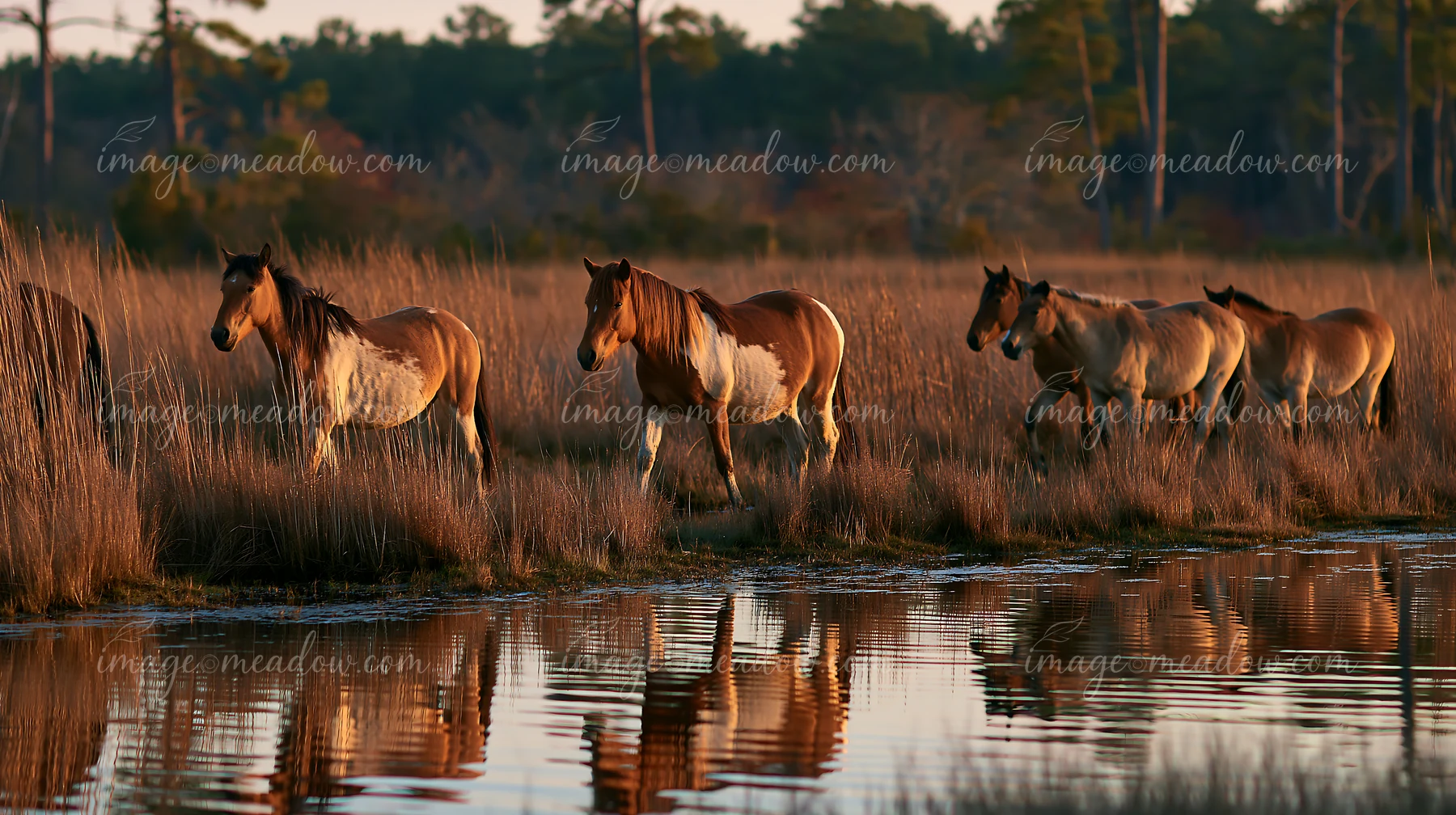 A herd of wild horses walks along the edge of a stream in a wetland area during autumn.