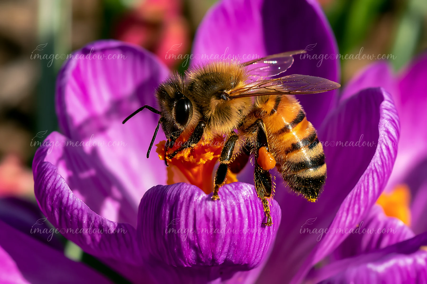 A honey bee crawling on a petal of a purple crocus flower collects pollen in a garden setting during spring.