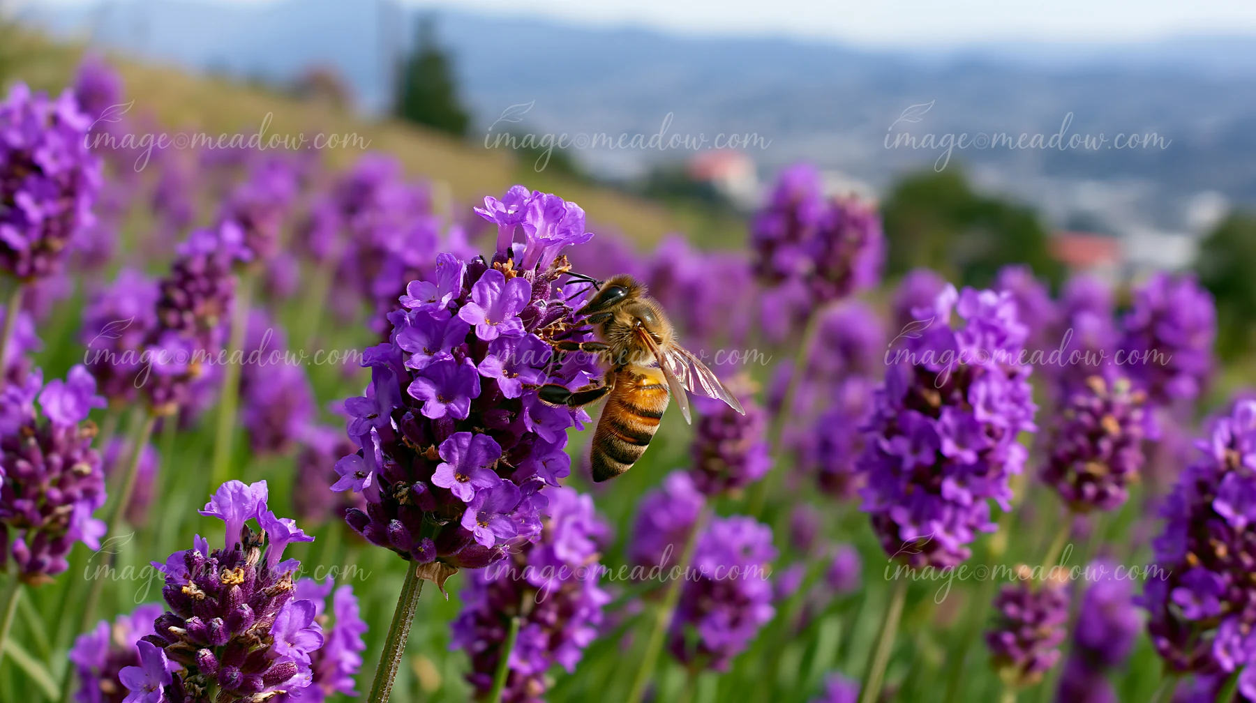 A honey bee is busy collecting nectar on purple lavender flowers in a sunny field.