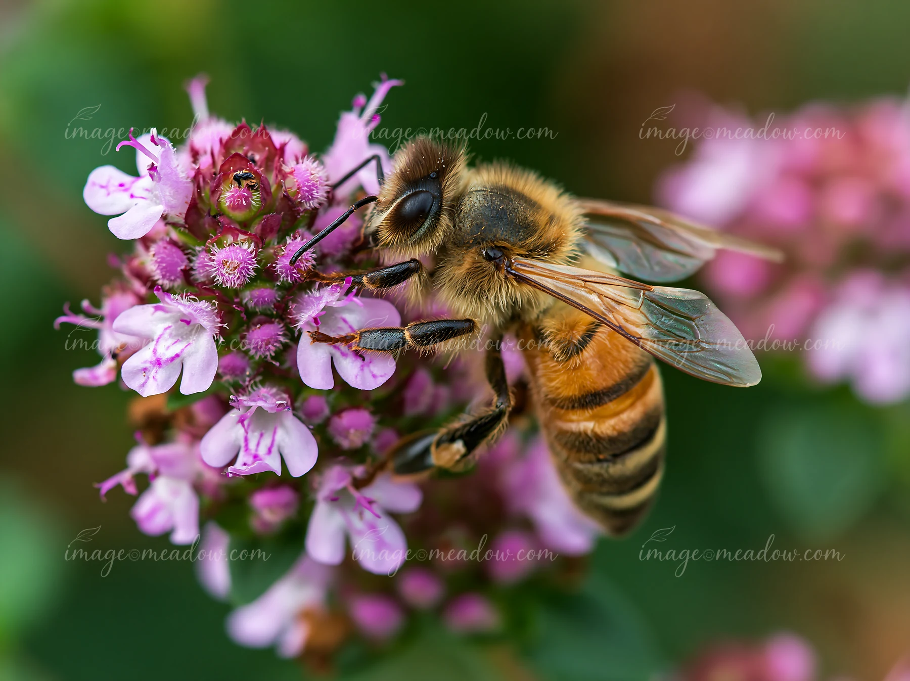 A honey bee is collecting nectar from a blooming thyme flower.