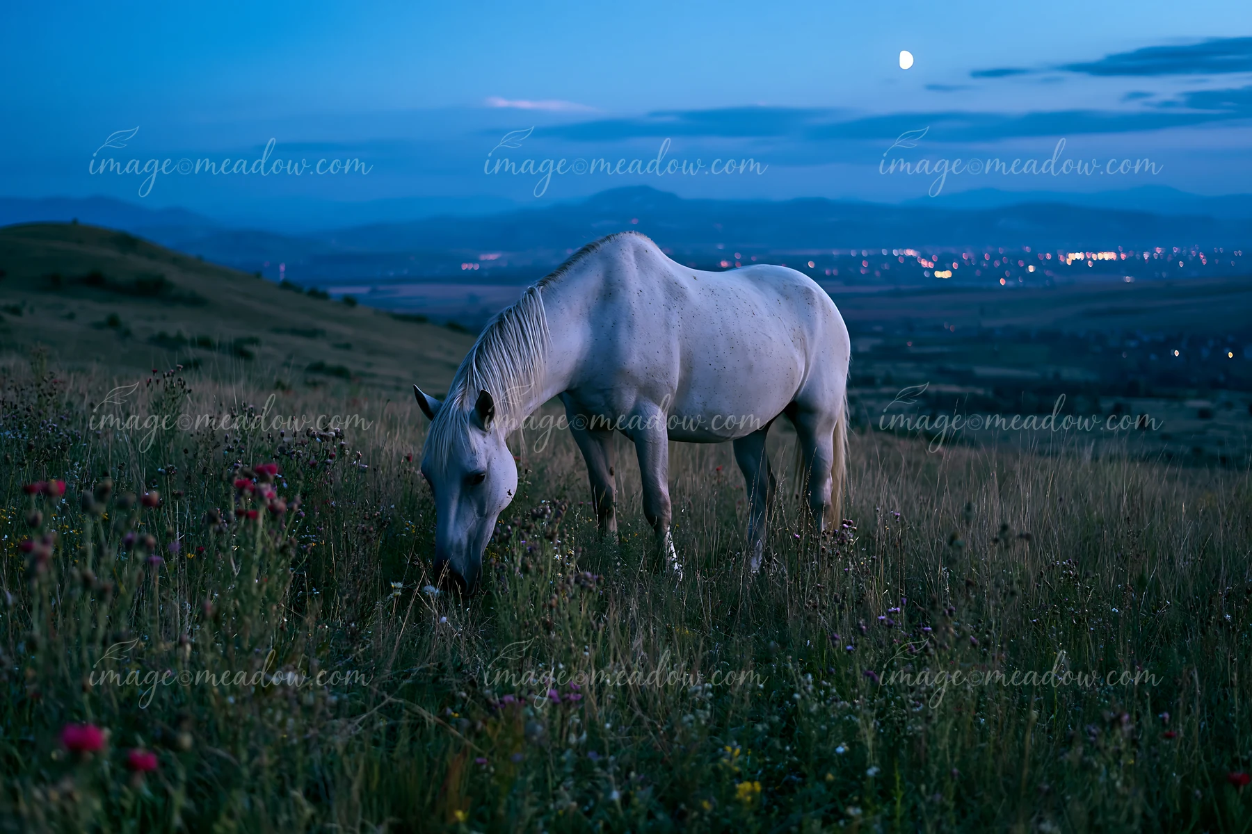 A horse grazes in a meadow filled with wildflowers under a summer night sky.