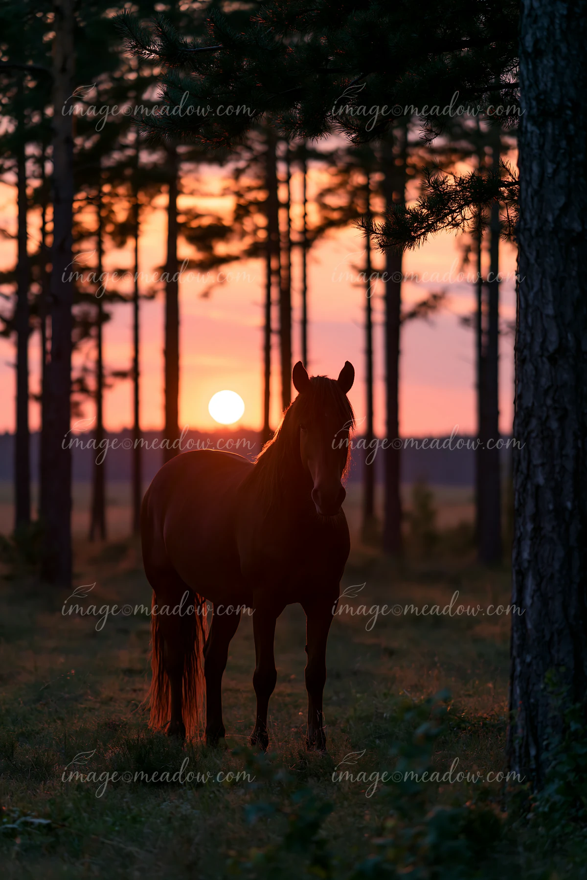 A horse stands silhouetted against a setting sun in a field surrounded by trees.