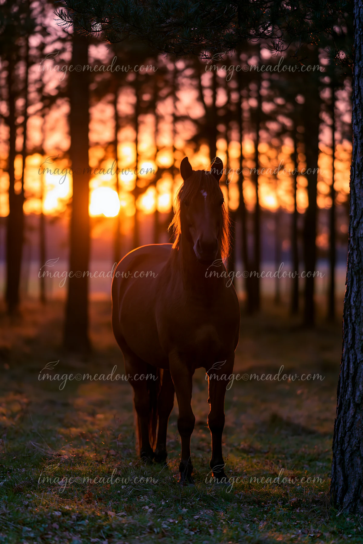 A horse stands still in a forest as the sun sets behind trees, creating a striking silhouette.