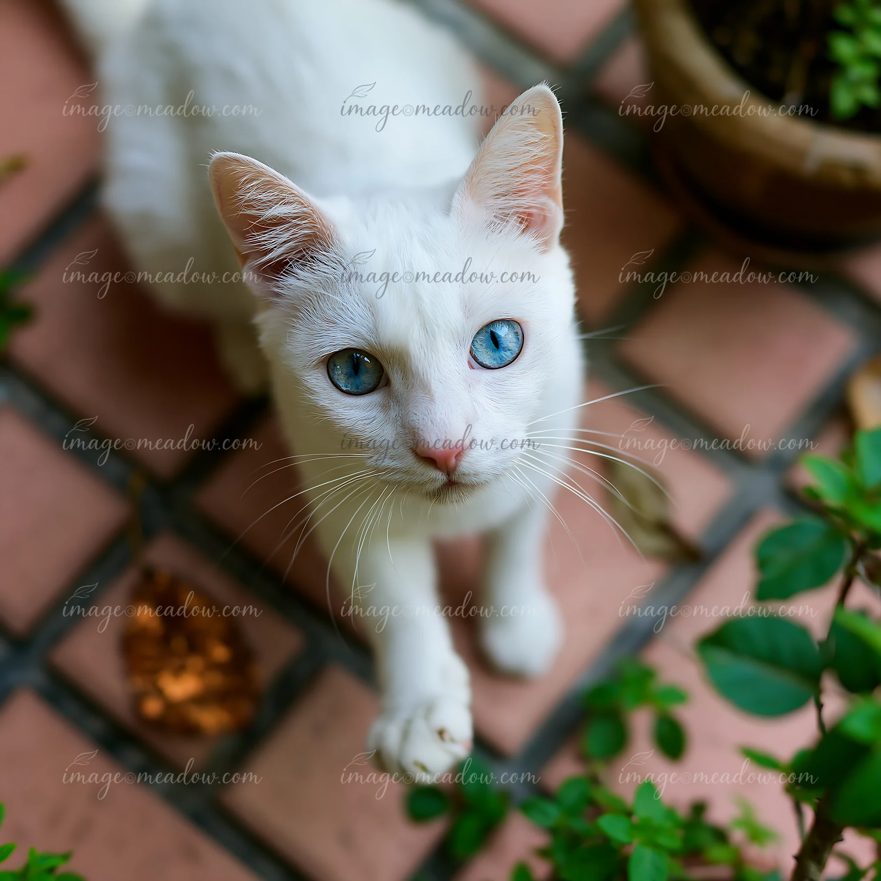 A Khao Manee cat with striking blue eyes stands on a brick path surrounded by green plants and a potted plant.