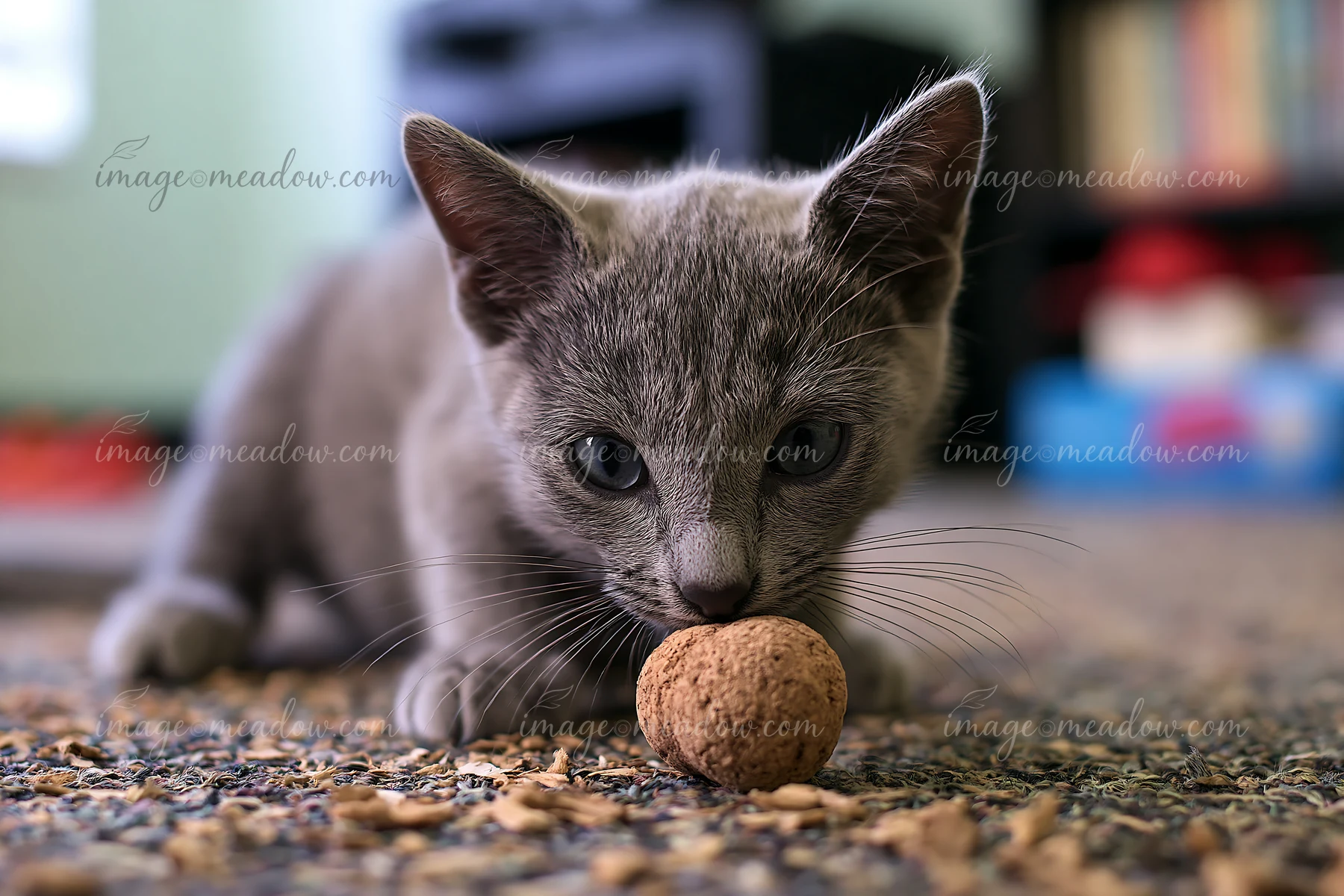 A Korat kitten explores a small ball while sitting on a textured surface in a cozy indoor setting with soft lighting.