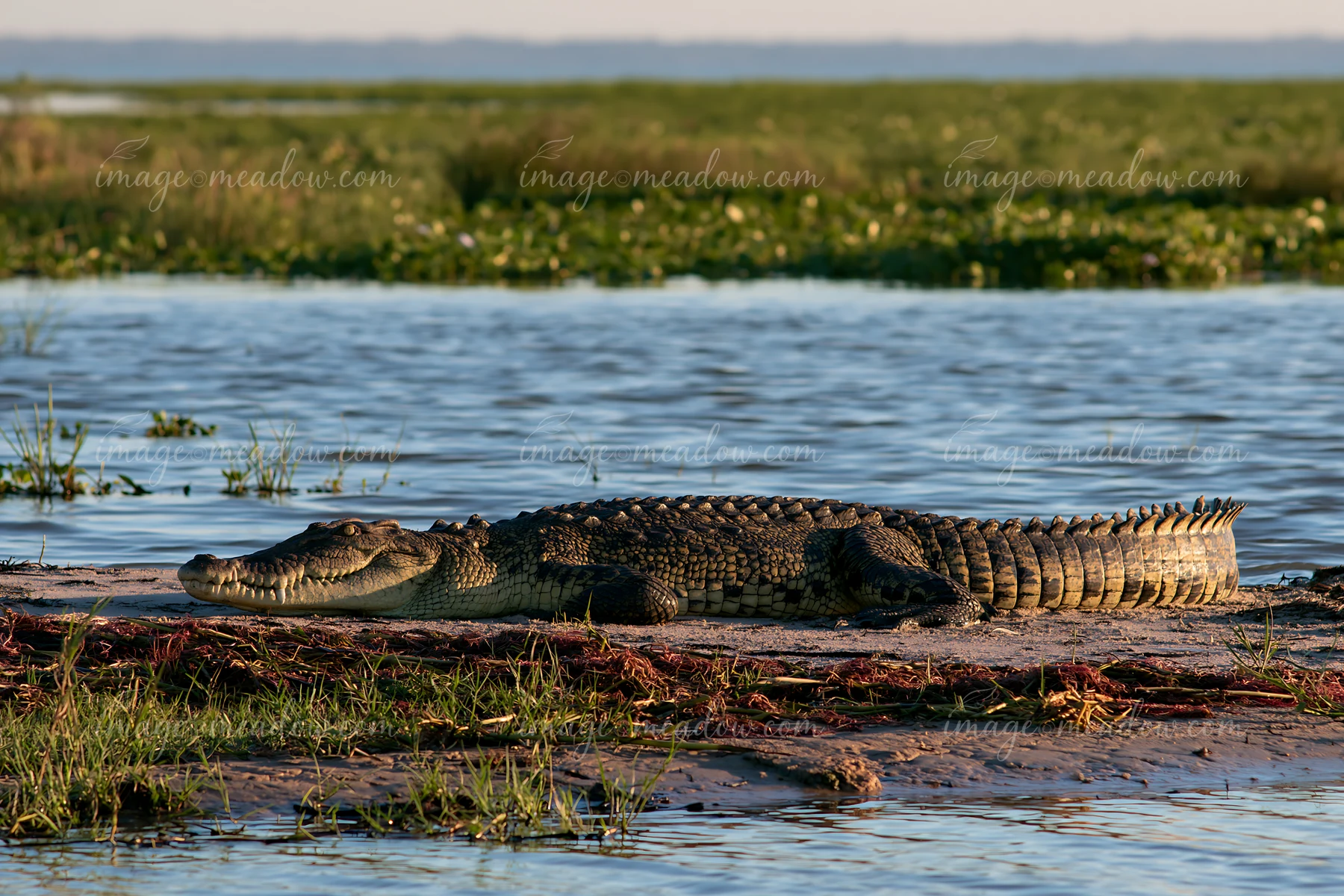 A large saltwater crocodile basks on a sandy bank in a Northern Territory wetland during late afternoon.