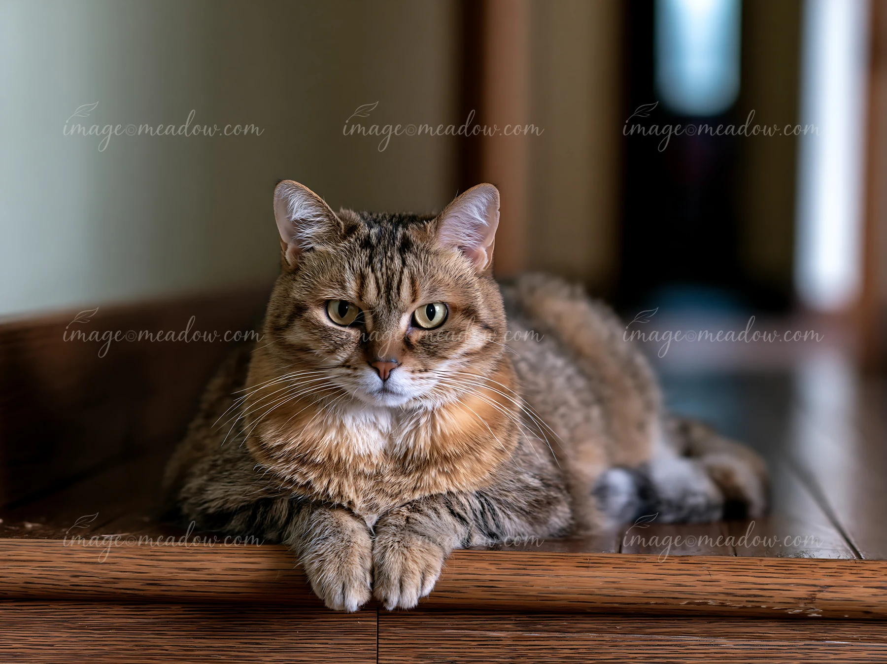 A Minskin cat portrait shows the cat resting with its front paws on a wooden surface, displaying its calm demeanor in a simple indoor setting with soft lighting
