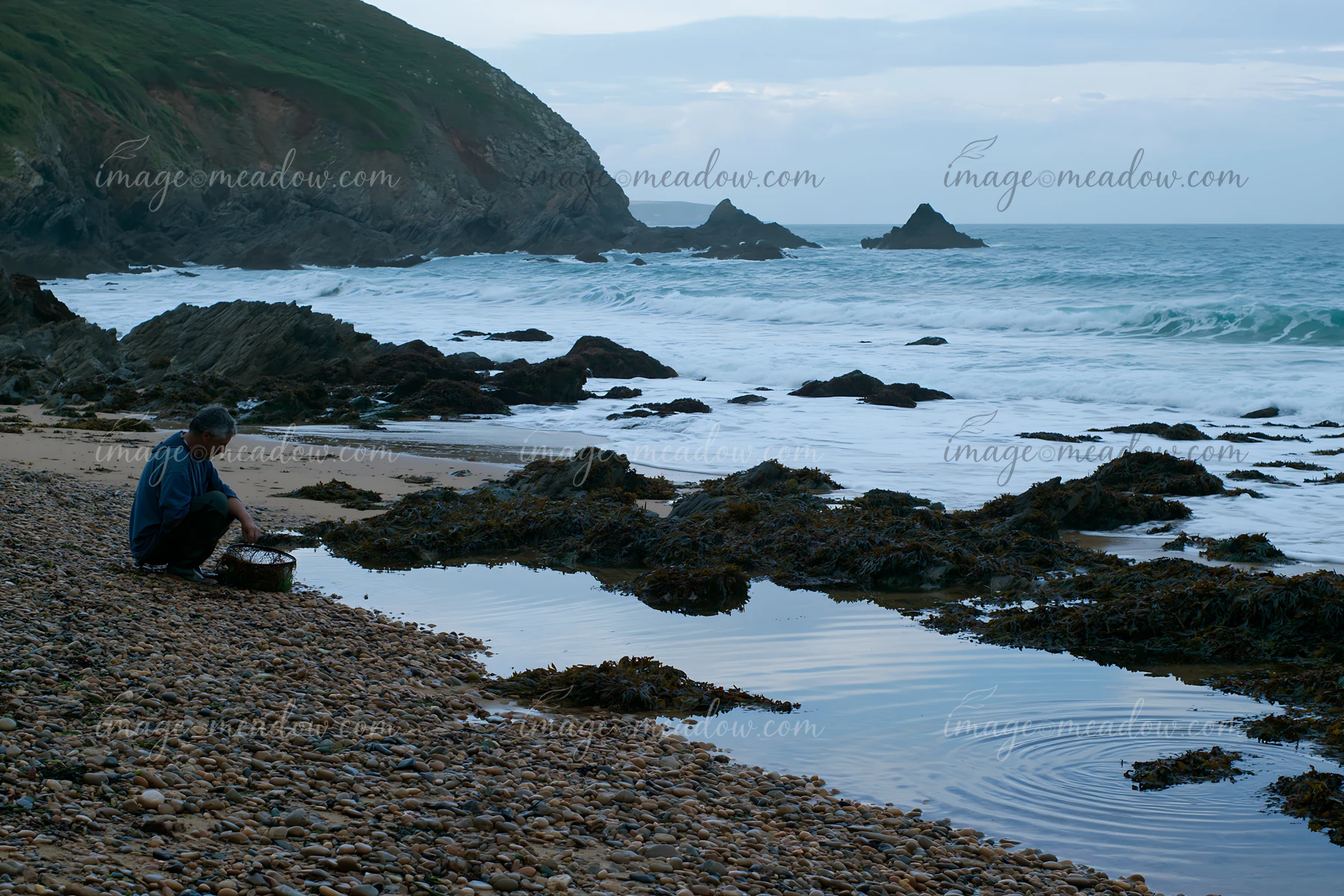 A person is gathering seaweed along a pebbly coastline beach at low tide.