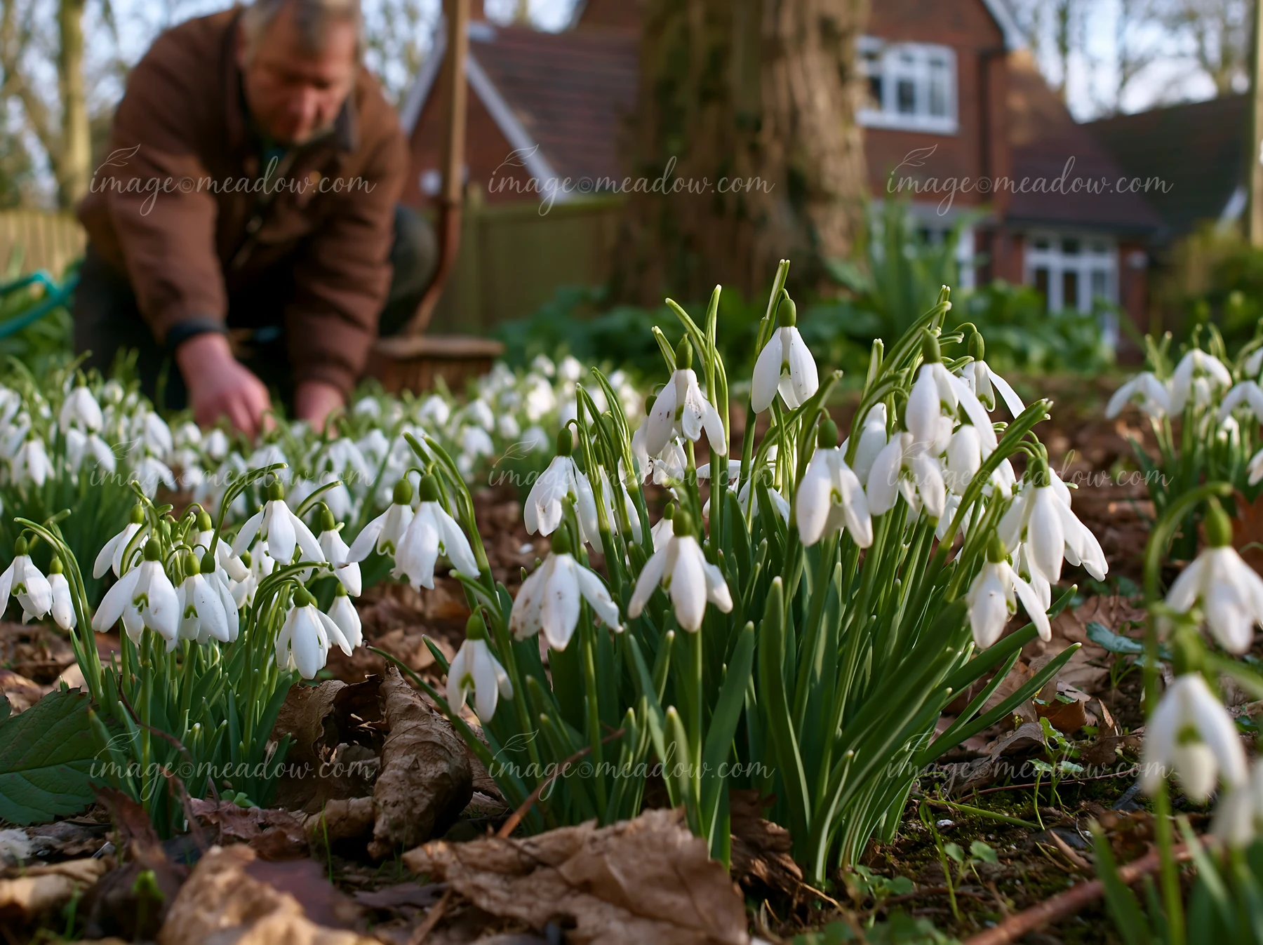 A person tends to snowdrop flowers beneath trees in a garden.