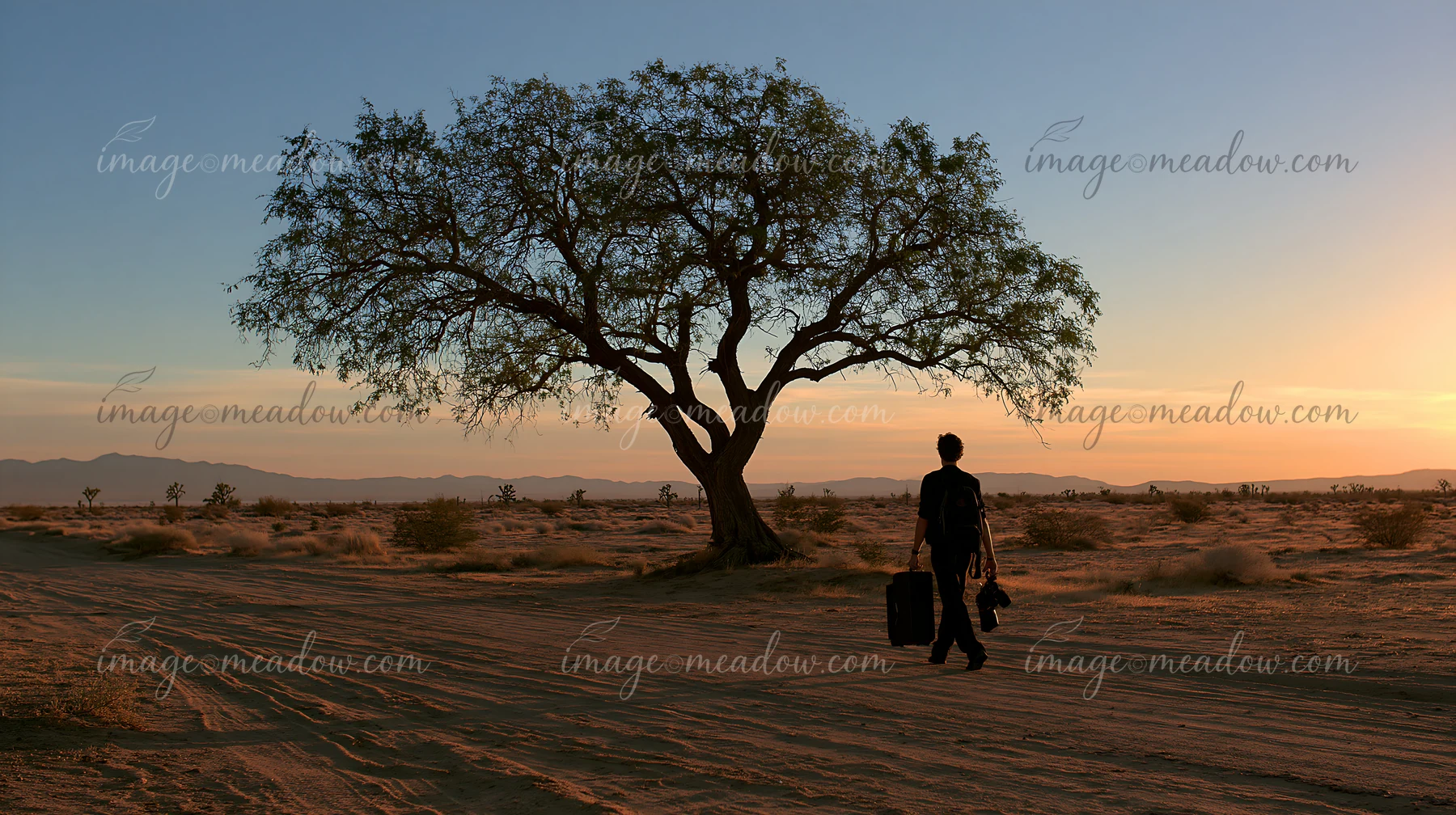 A person walks through a desert carrying photography equipment as the sun sets, casting shadows on the ground near a large tree.