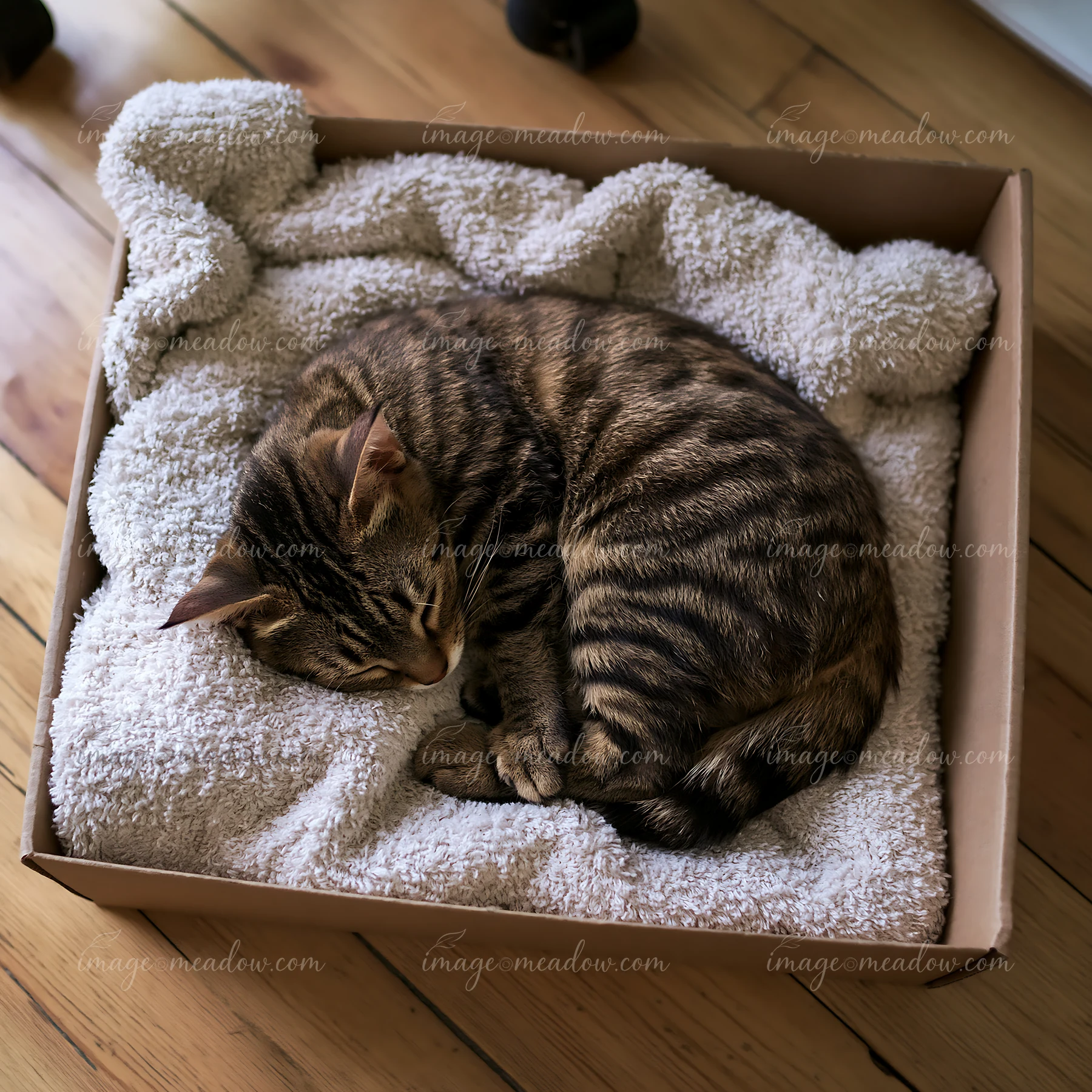 A rare cat breed sleeping at home in a cardboard box lined with a soft towel.