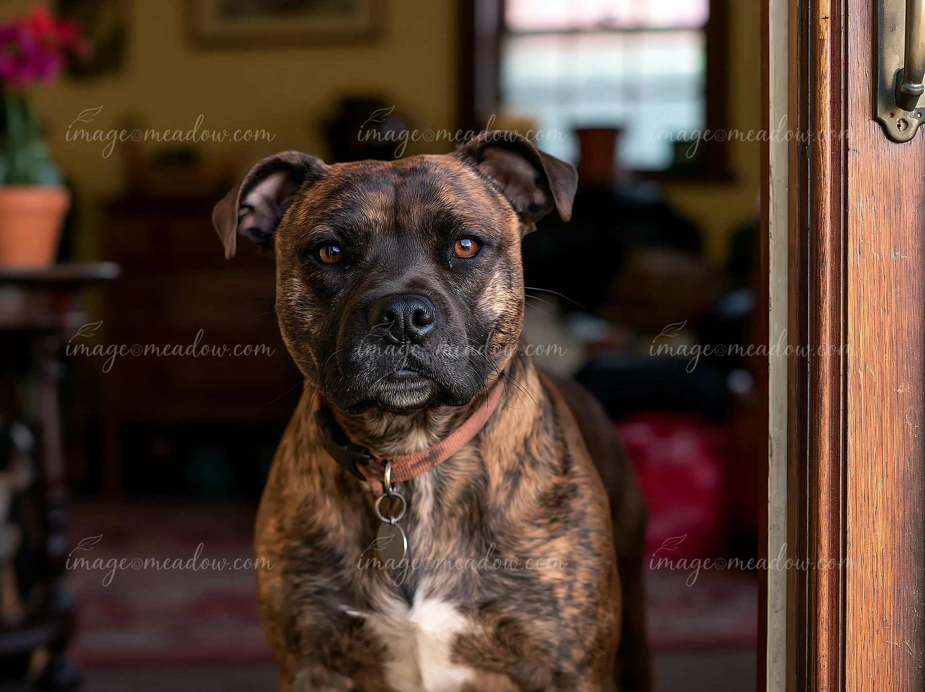 A rare dog breed brindle coat stands at an open door, looking outside.