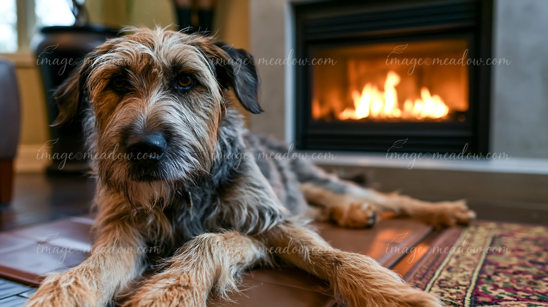 A rare dog breed relaxing by fireplace in a cozy living room setting.