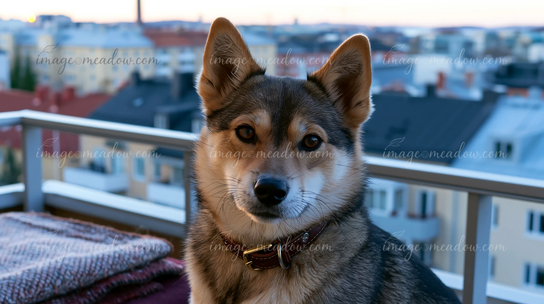 A rare dog breed sits on a balcony at a pet-friendly hotel, overlooking the city skyline during the sunset.