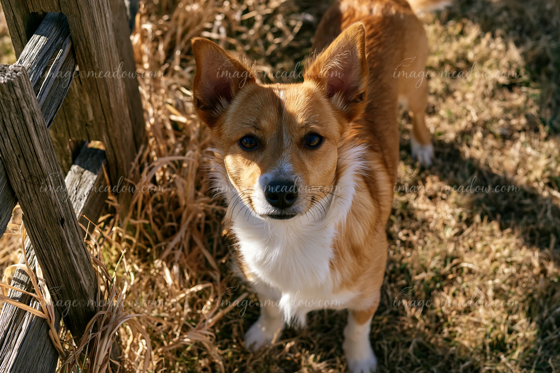 A rare dog breed stands on dry grass beside a wooden fence.