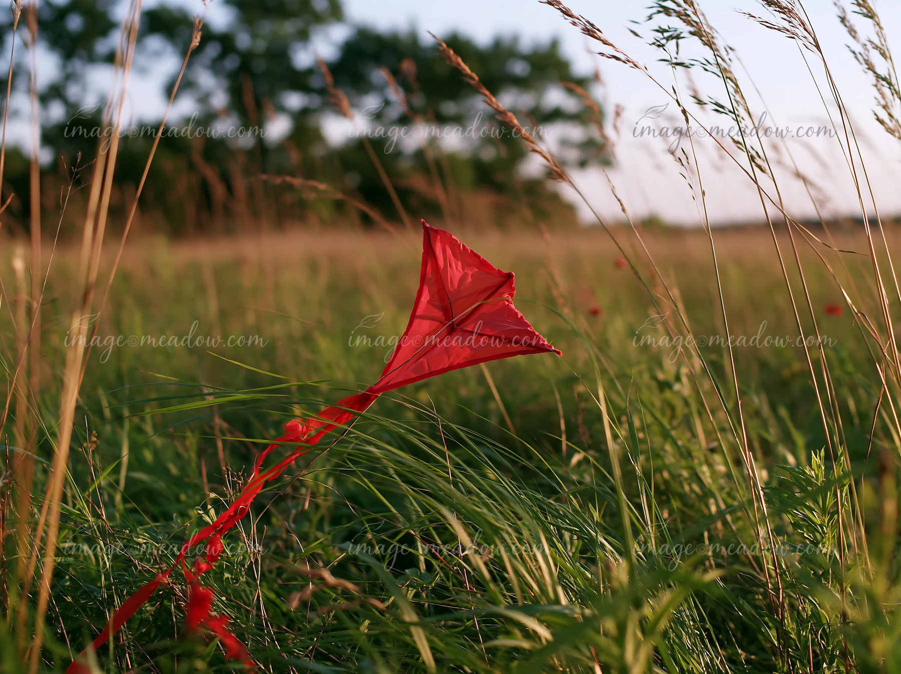 A red kite rests on the ground as wind blows through meadow grass.