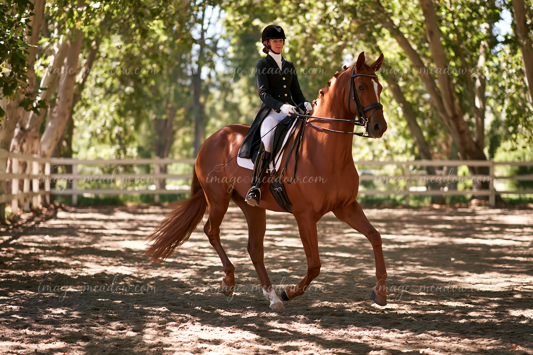A rider guides a dressage horse performing in a training ring surrounded by trees.