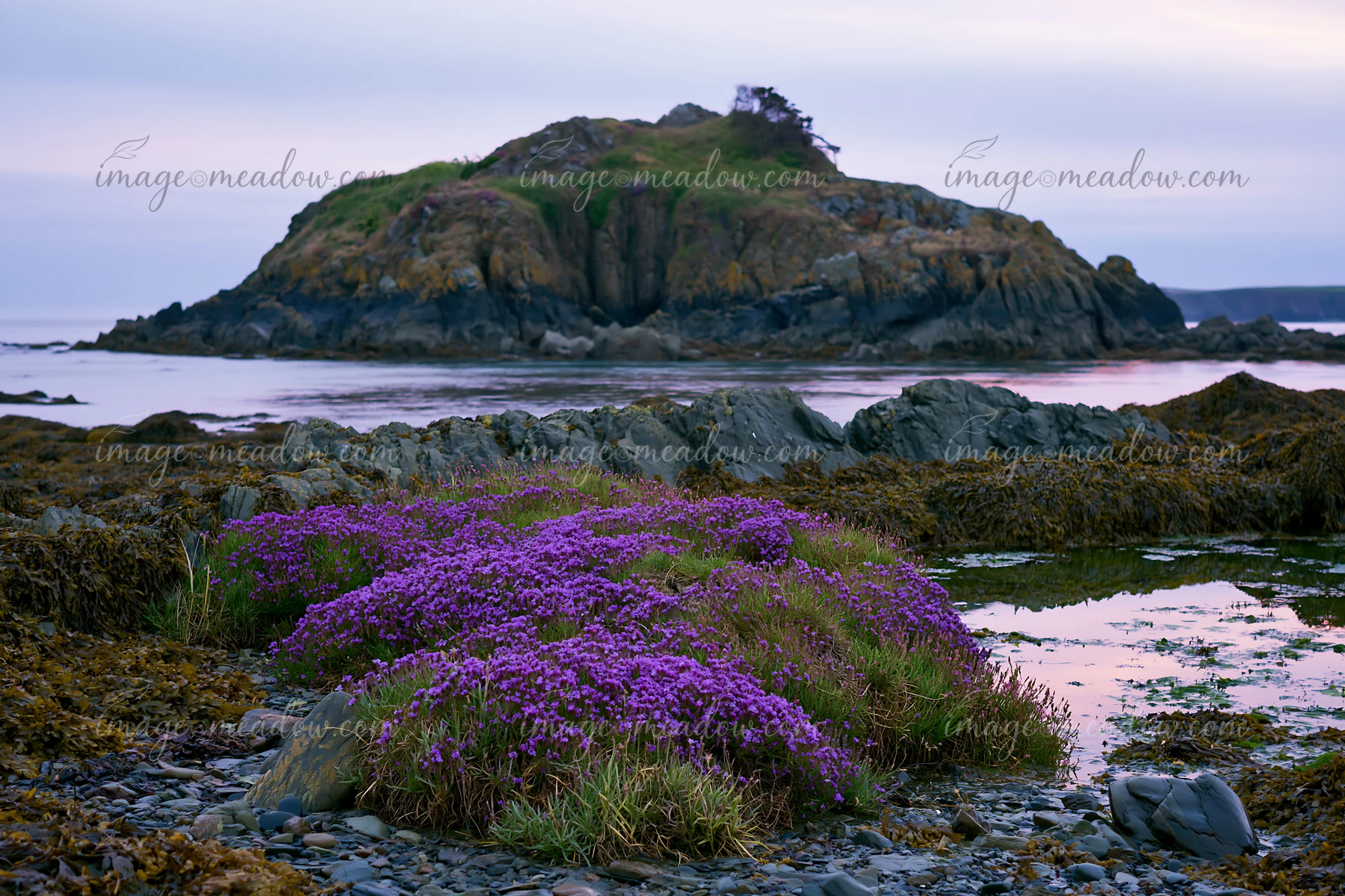 A rocky island features blooming sea lavender along the shore.
