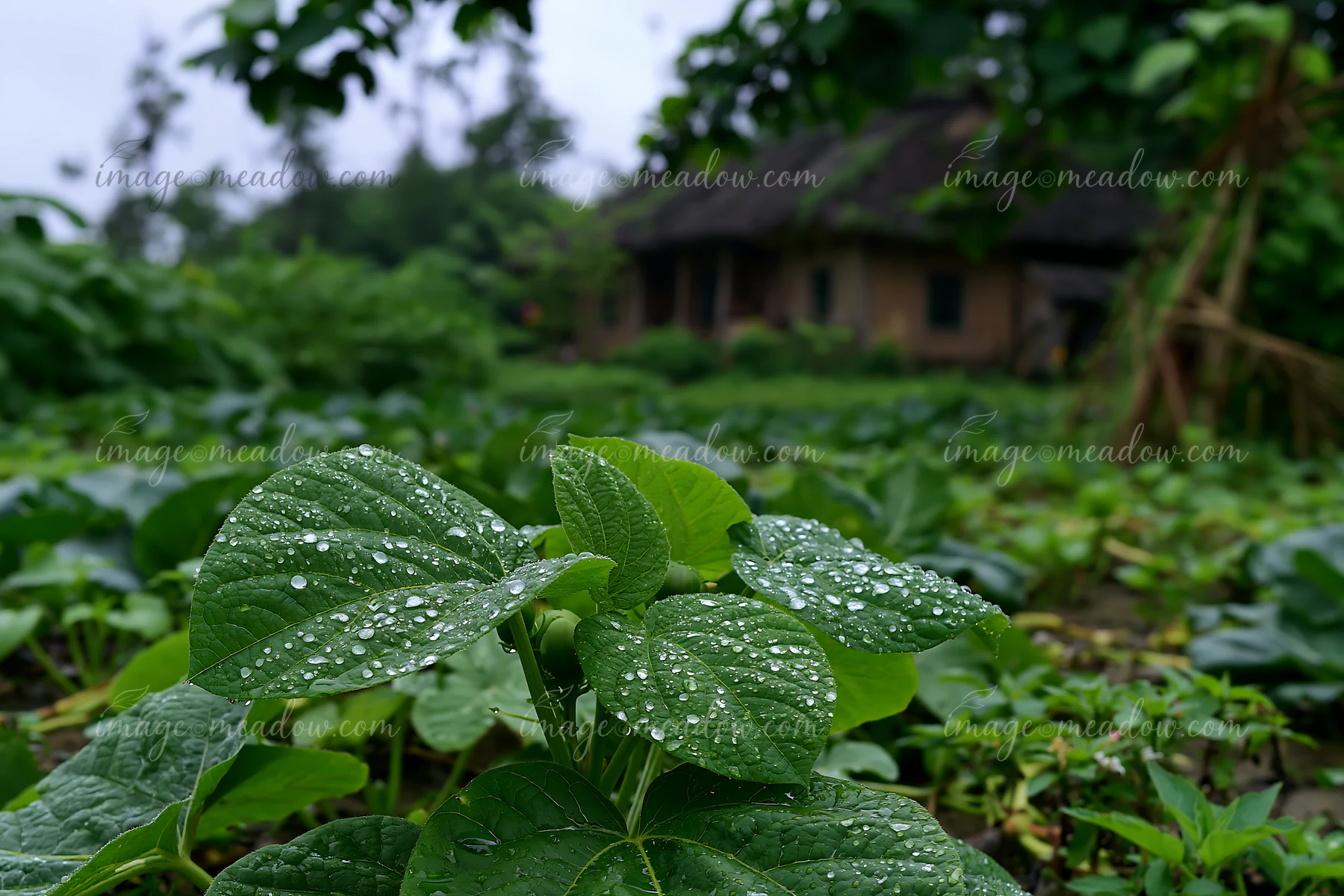 A rural cottage stands in the background with green plants covered in rain droplets in the foreground.