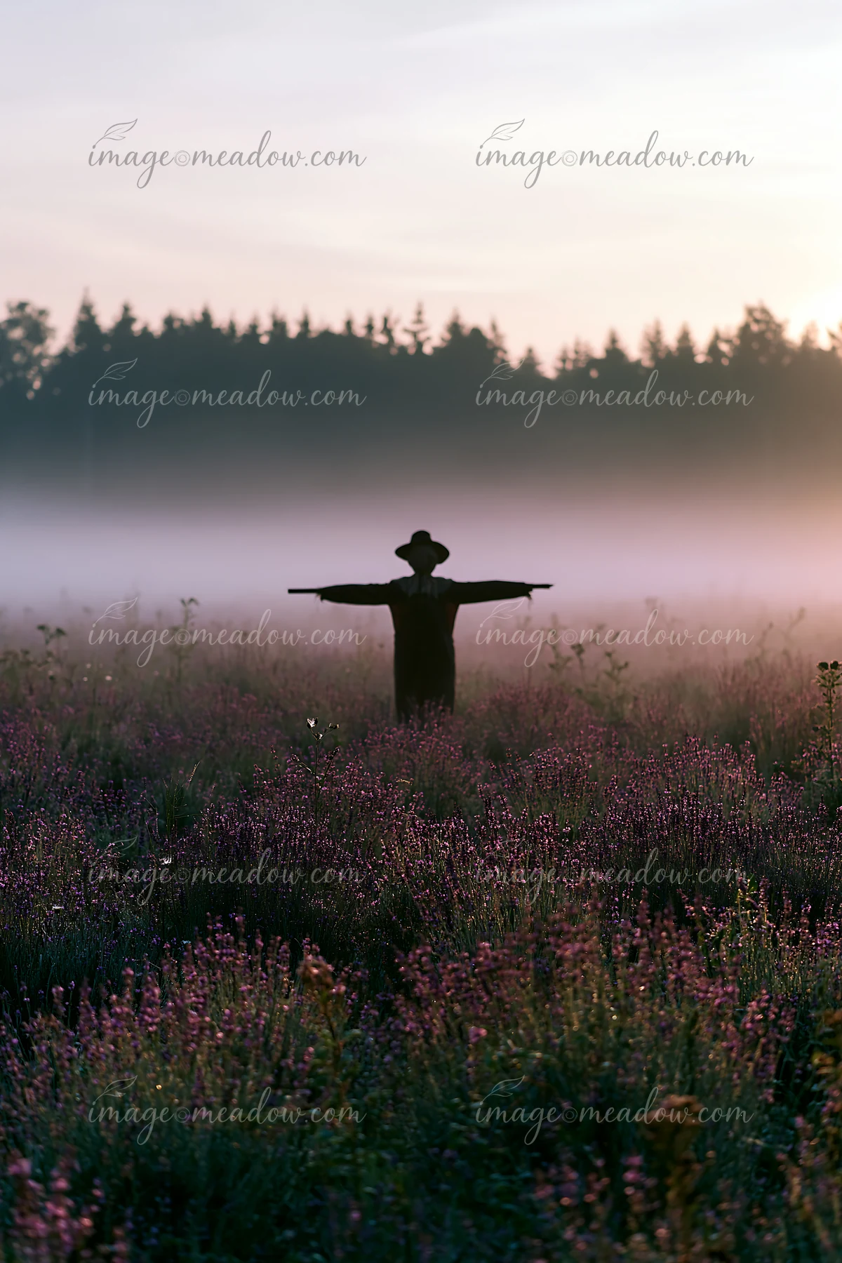 A scarecrow in a lavender field stands with arms outstretched in the early morning light.