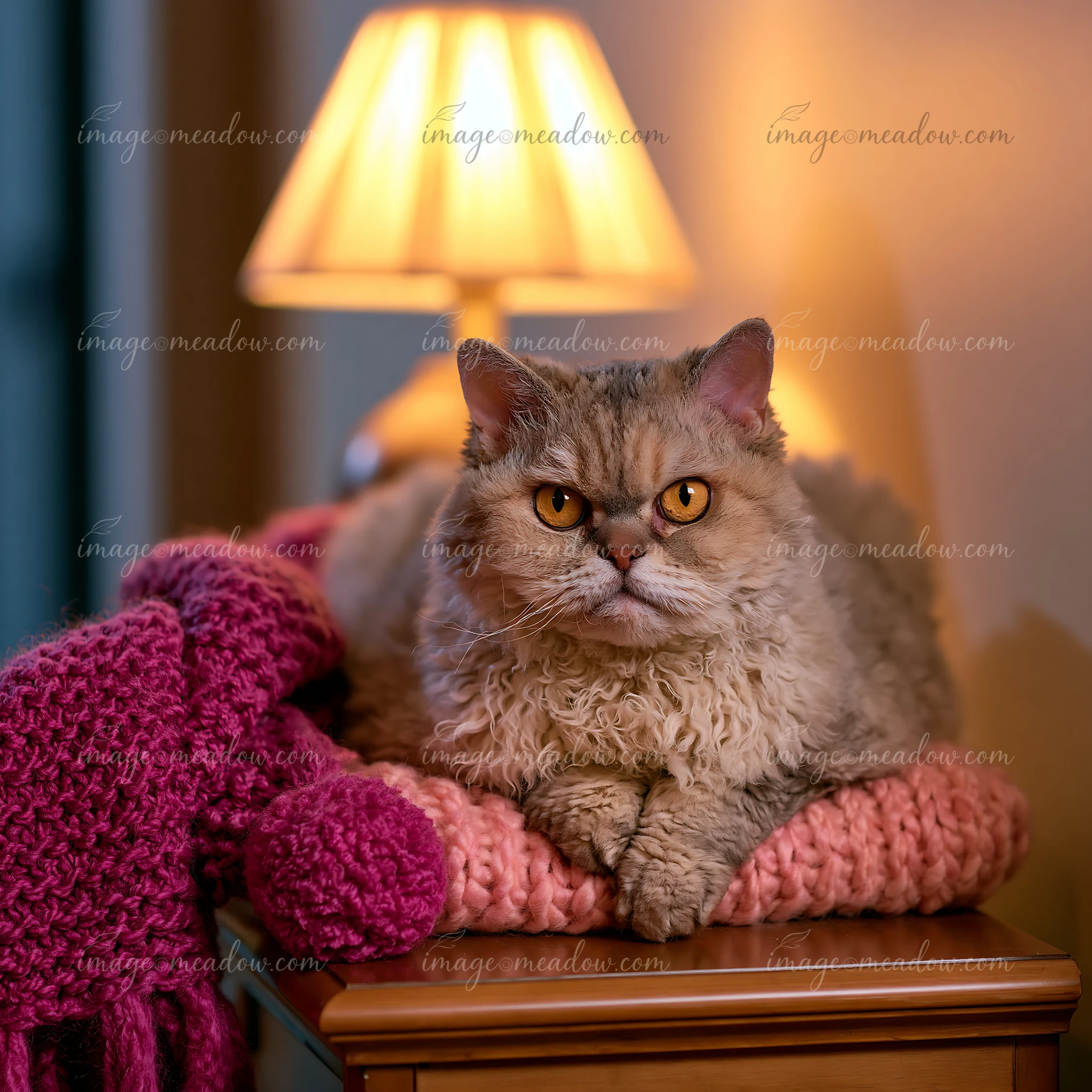 A Selkirk Rex cat rests comfortably on a pink blanket atop a wooden table, with a lamp casting warm light nearby.