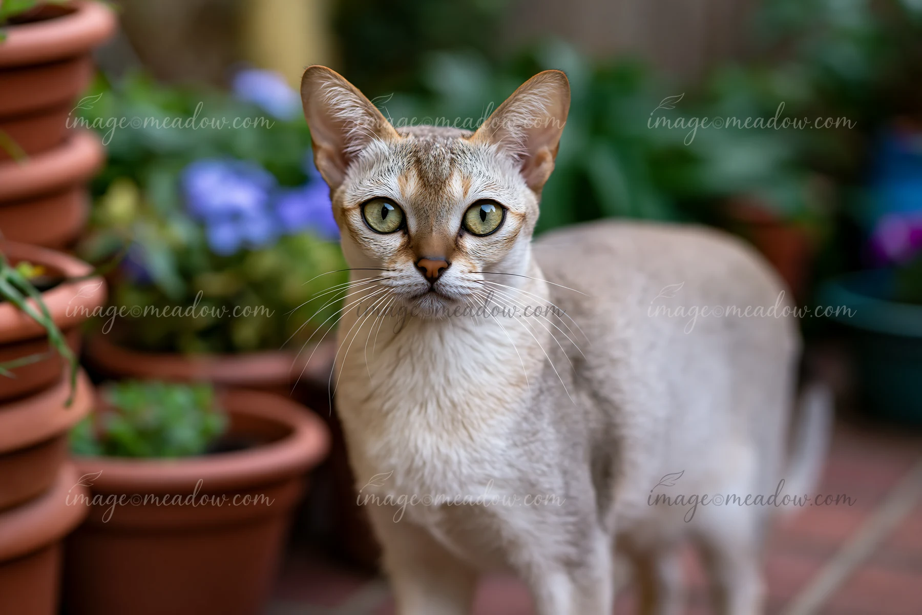 A Singapura cat stands alert in a garden surrounded by potted plants.