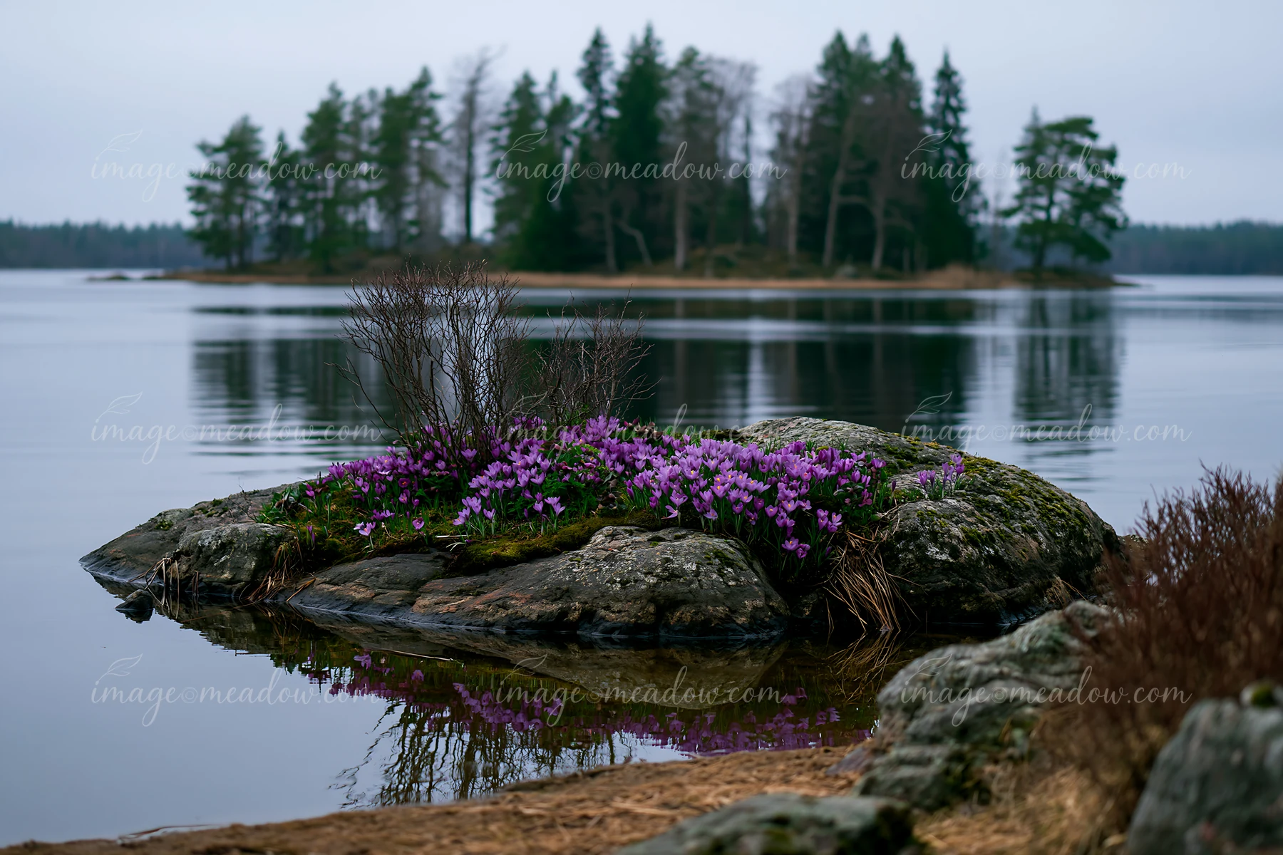 A small island covered with crocuses sits by still waters, surrounded by trees and rocky shoreline.