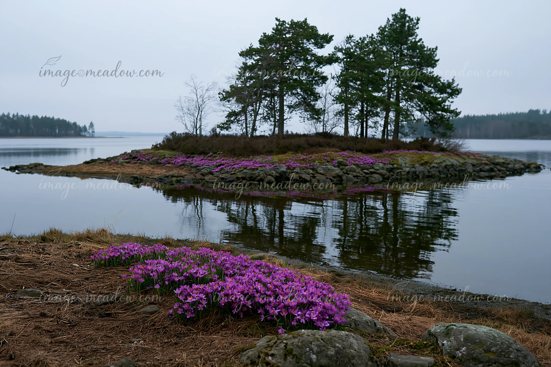A small island covered with crocuses stands in the lake, surrounded by calm water.