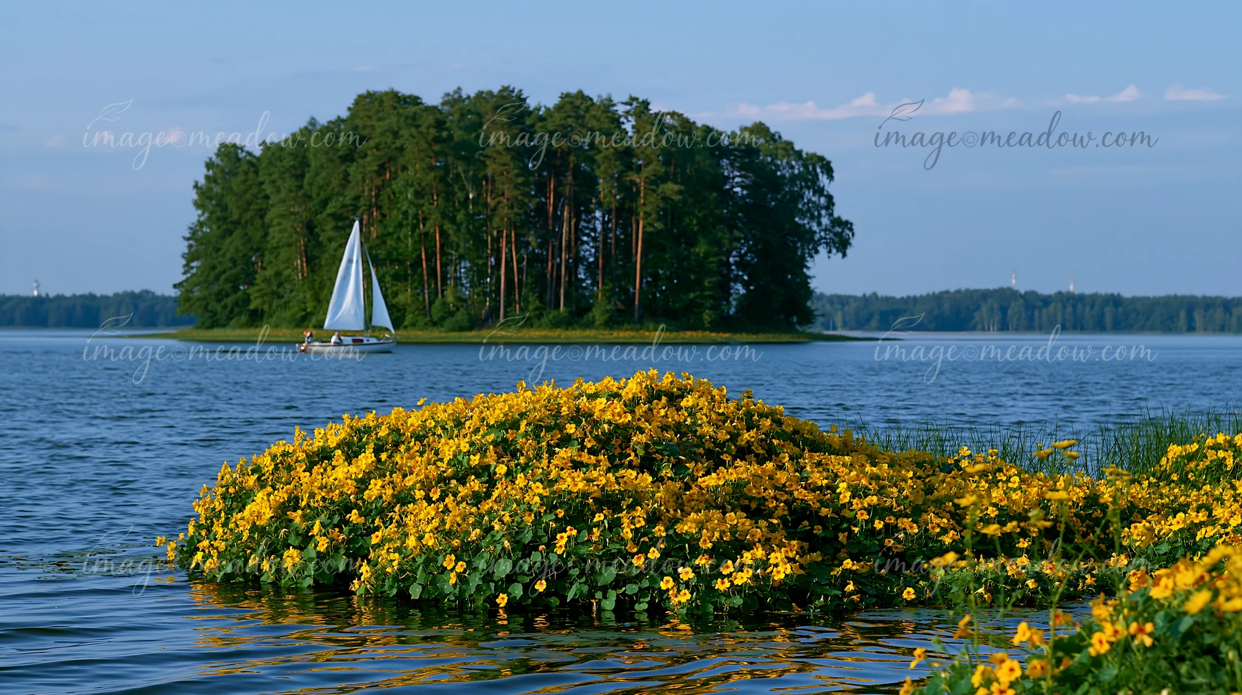 A small island covered with nasturtiums sits in a lake as a sailboat glides by on a clear day.