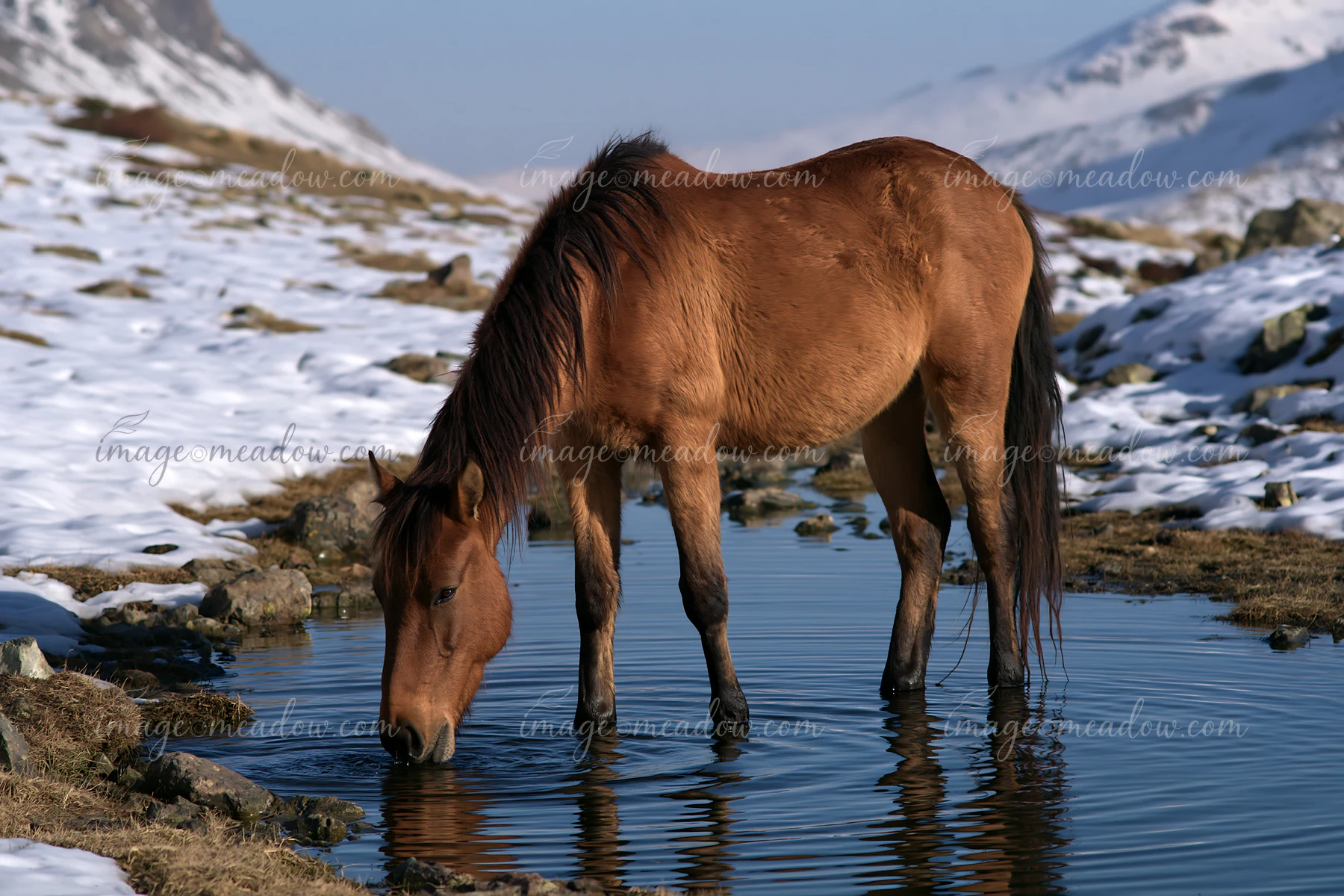A wild horse is drinking from a natural spring in a snowy mountain landscape.