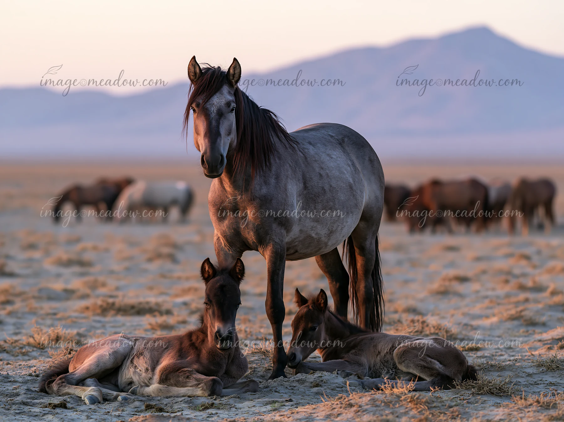 A wild horse stallion protects his herd in a wide open space at sunset.