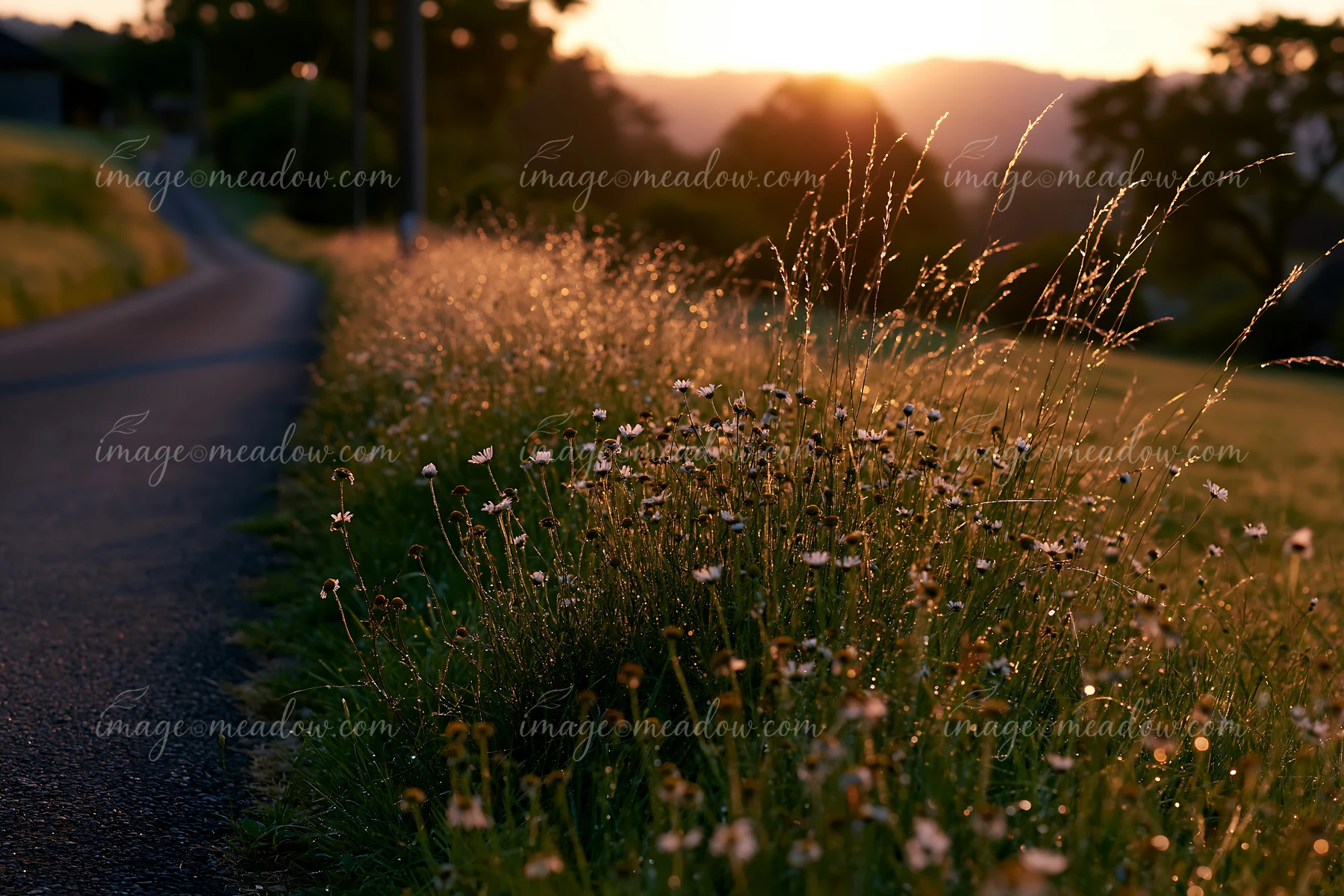 A winding road is lined with wildflowers as the sun sets in the background.