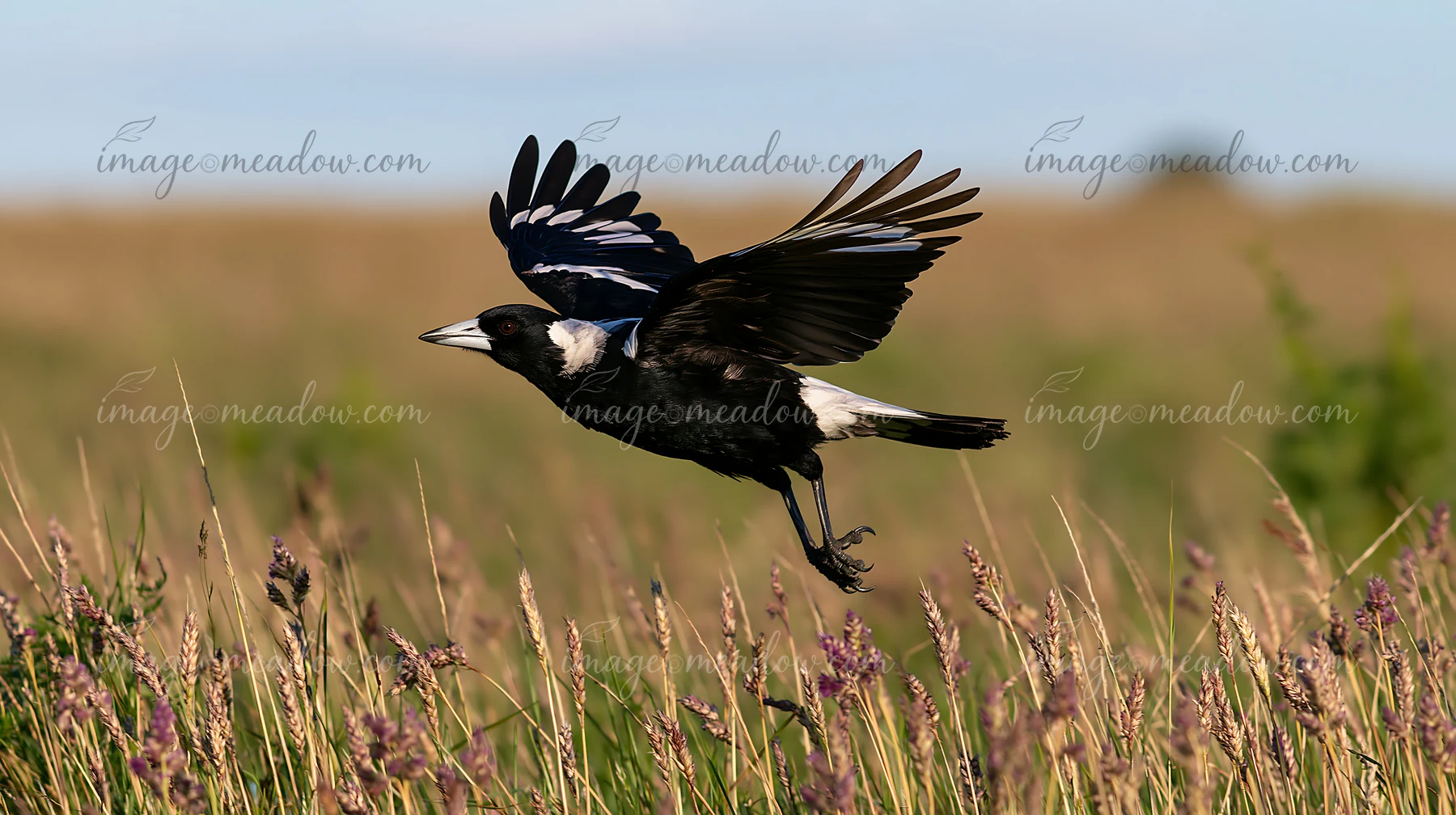 An Australian magpie is in flight over a grassy field with tall grass.
