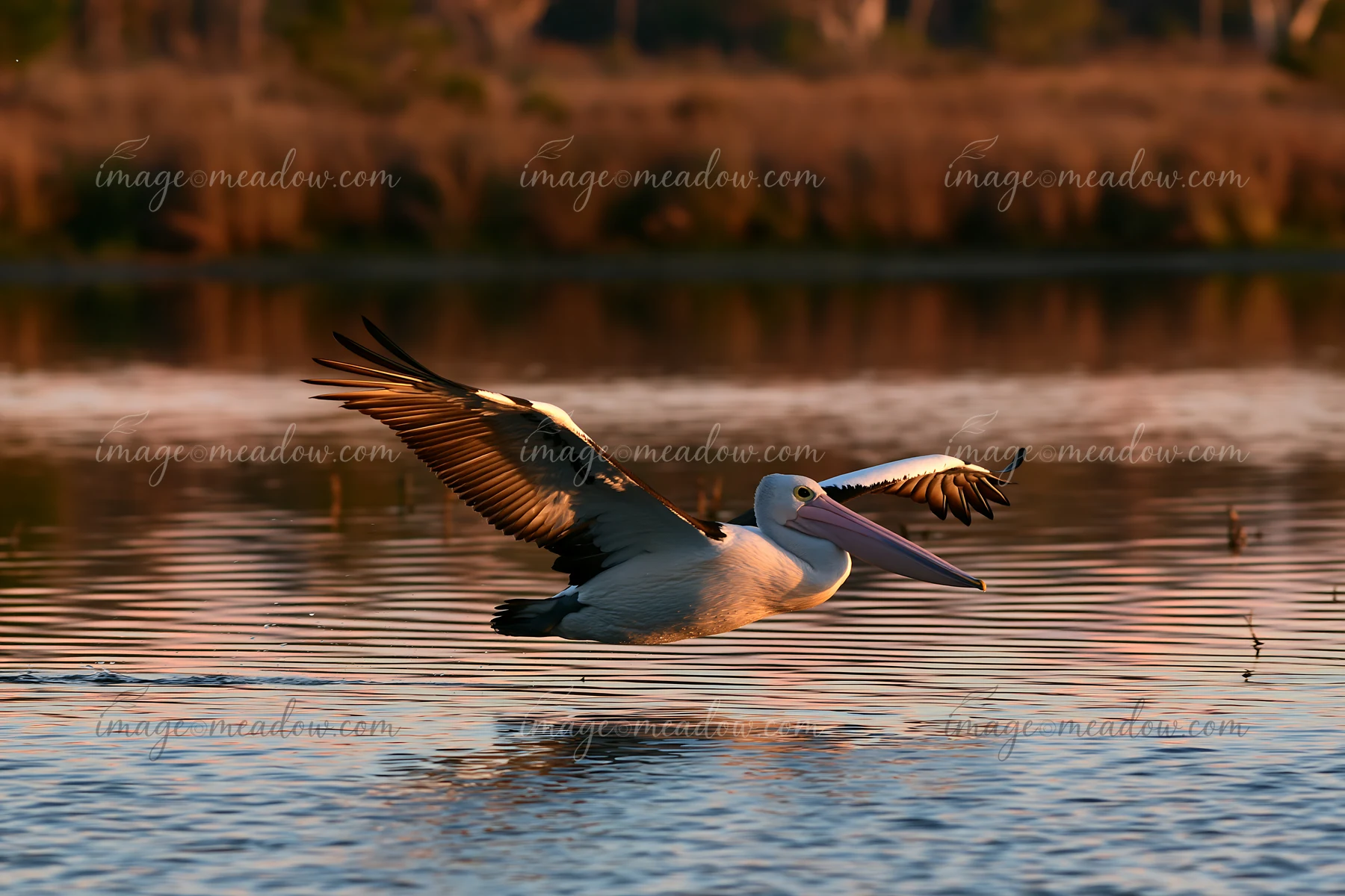 An Australian pelican on coastal lagoon moves gracefully across the water at sunset, with reflections visible in the calm surface.