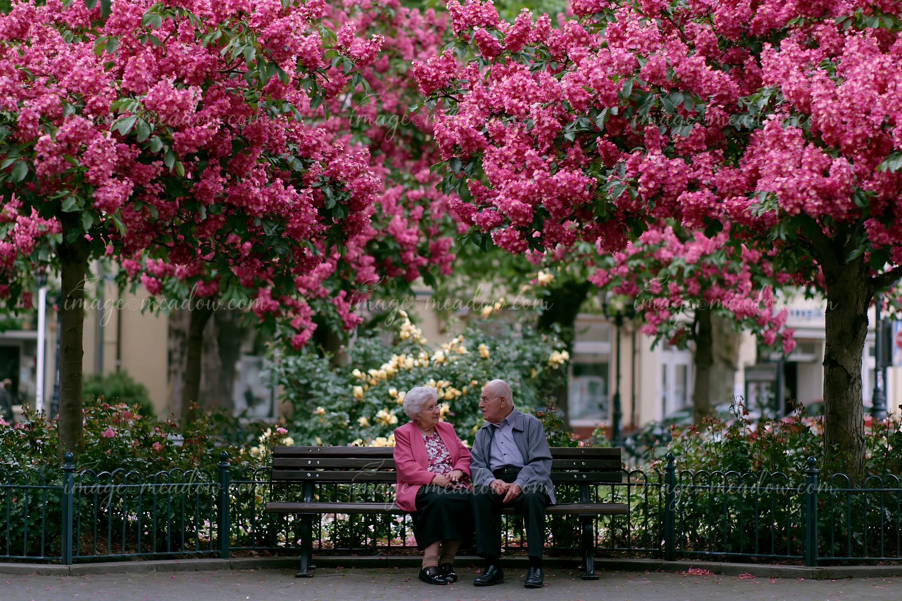 An elderly couple sits on a bench under colorful flowering trees in a public square, enjoying each other's company in a vibrant setting adorned with blooming pi